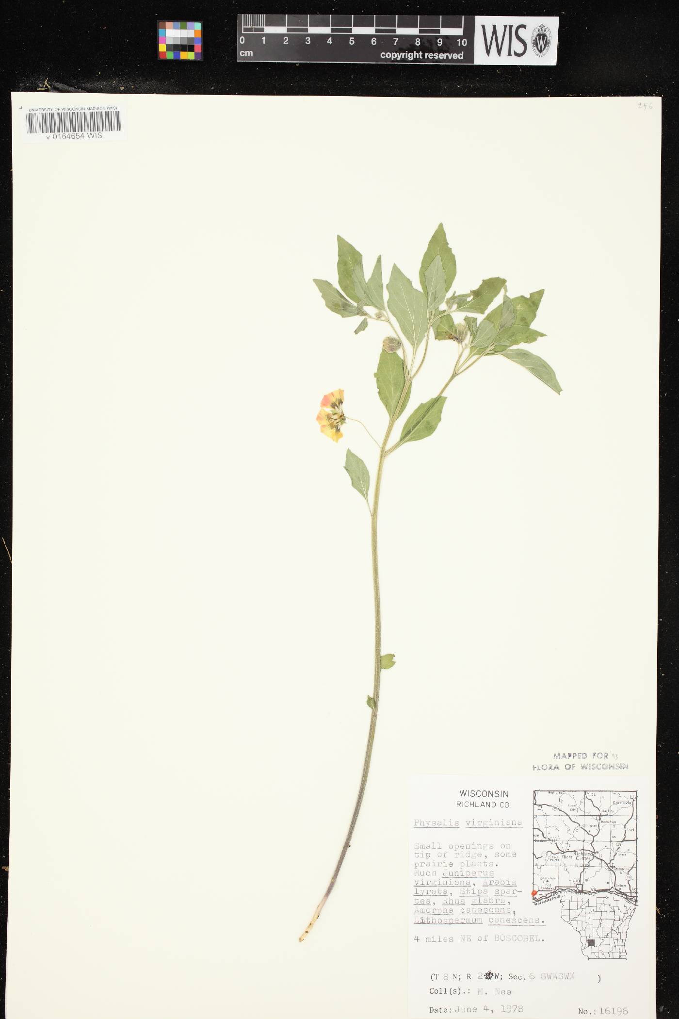 Physalis virginiana image