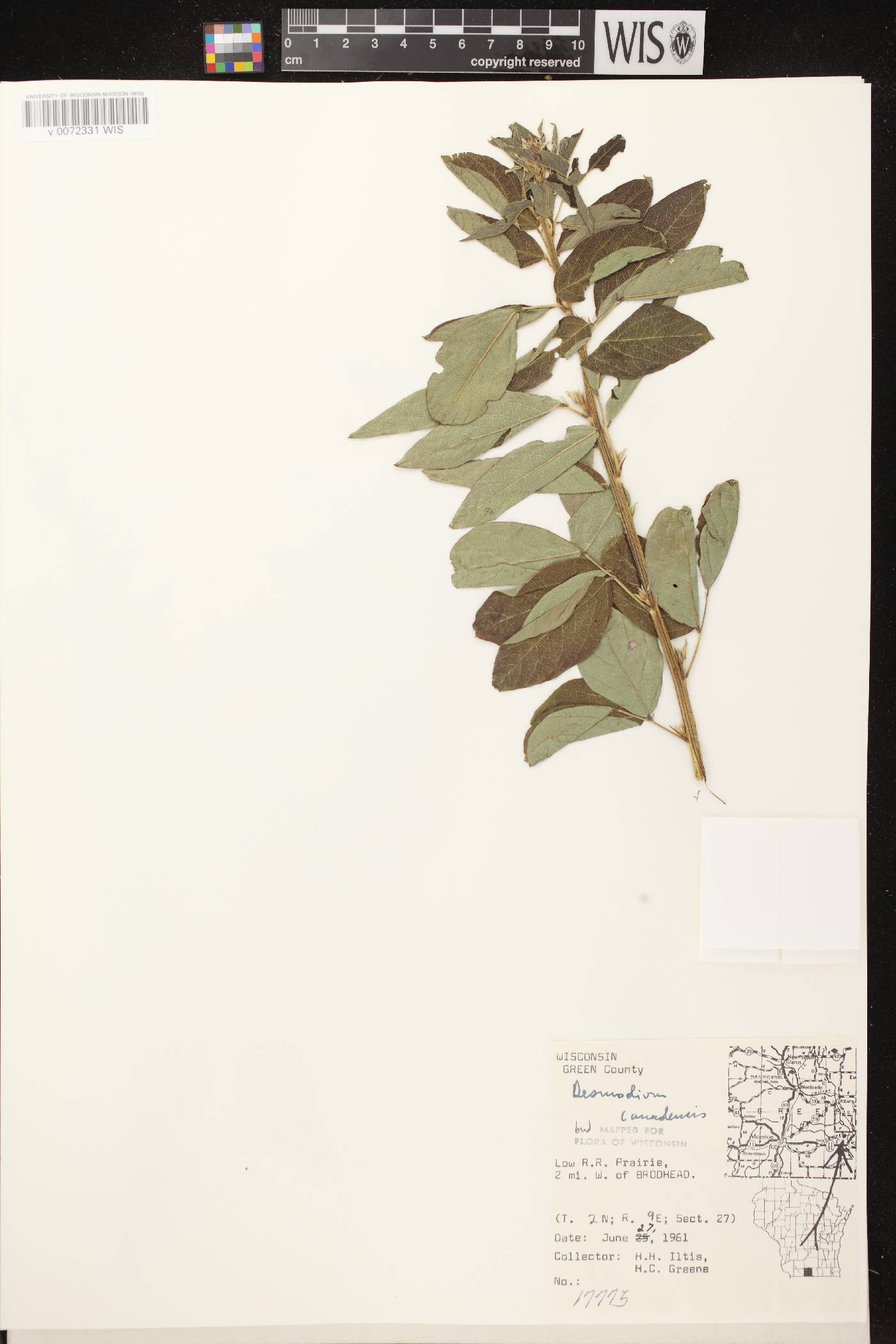Desmodium canadense image