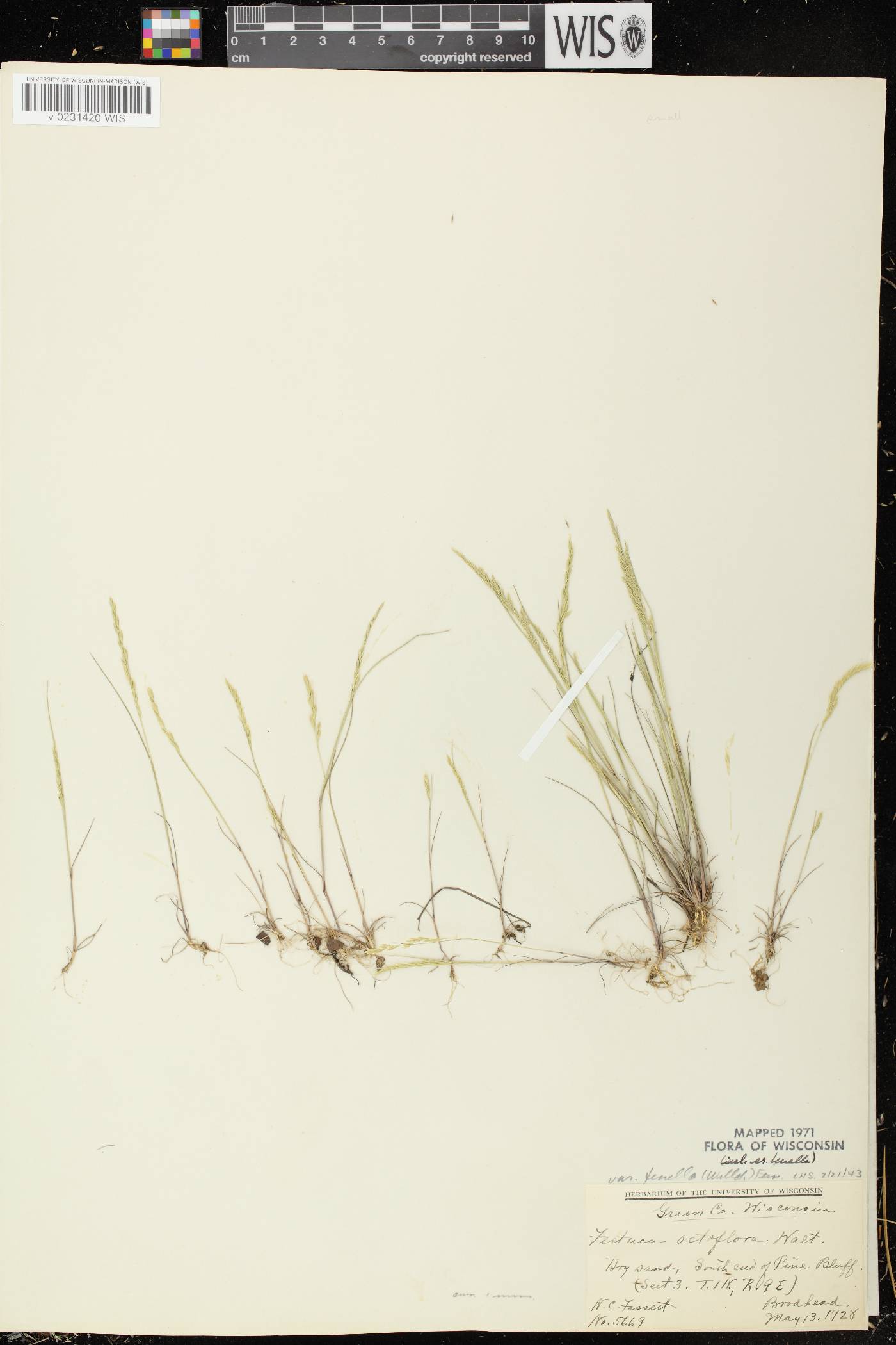 Festuca octoflora var. glauca image