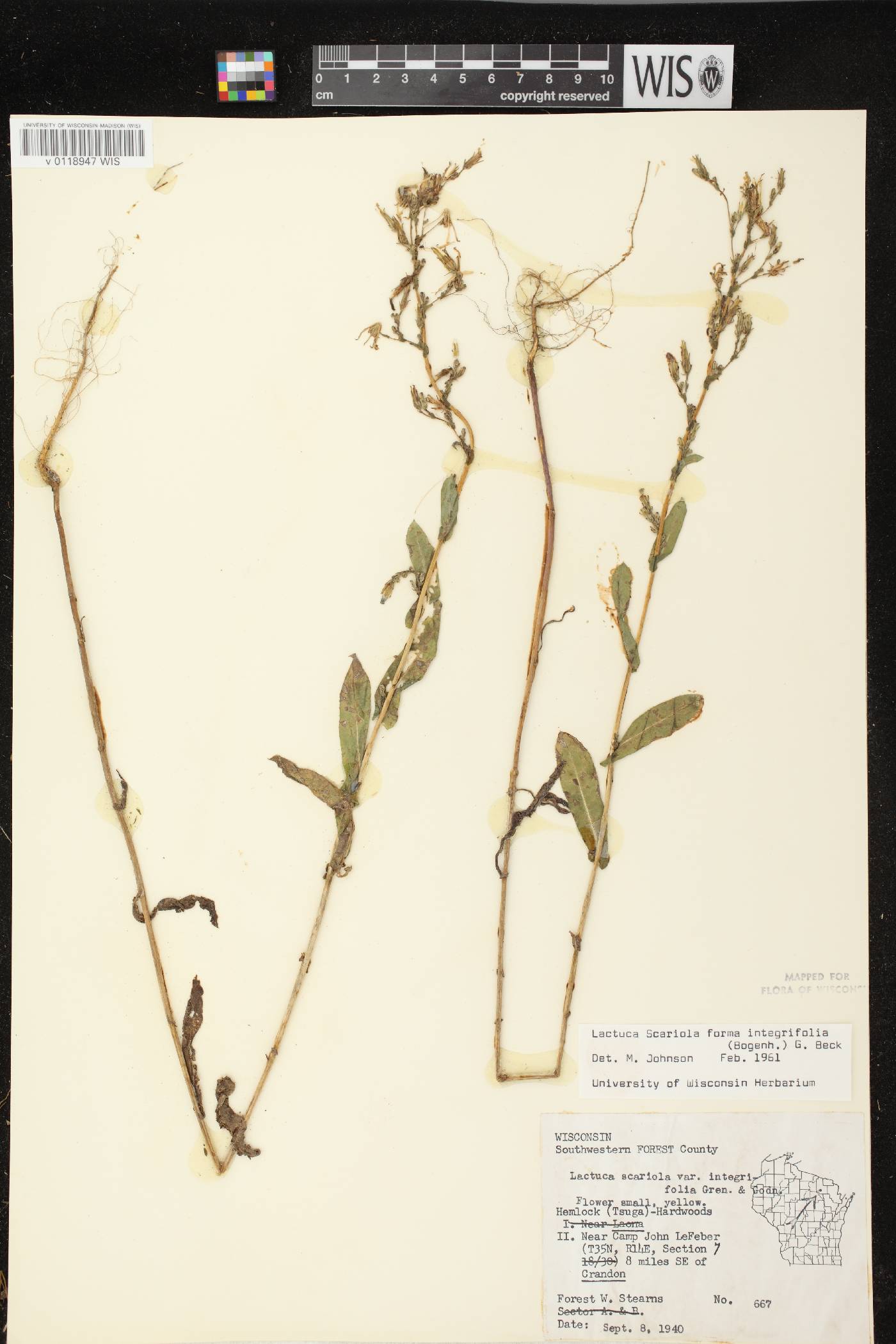 Lactuca serriola image