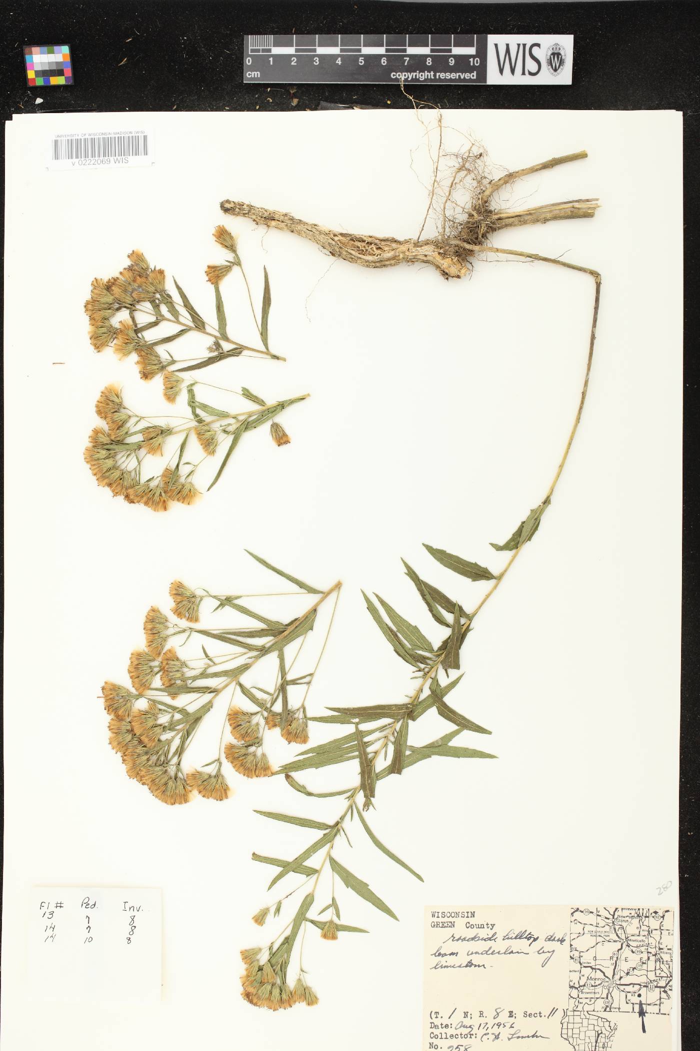 Brickellia eupatorioides image
