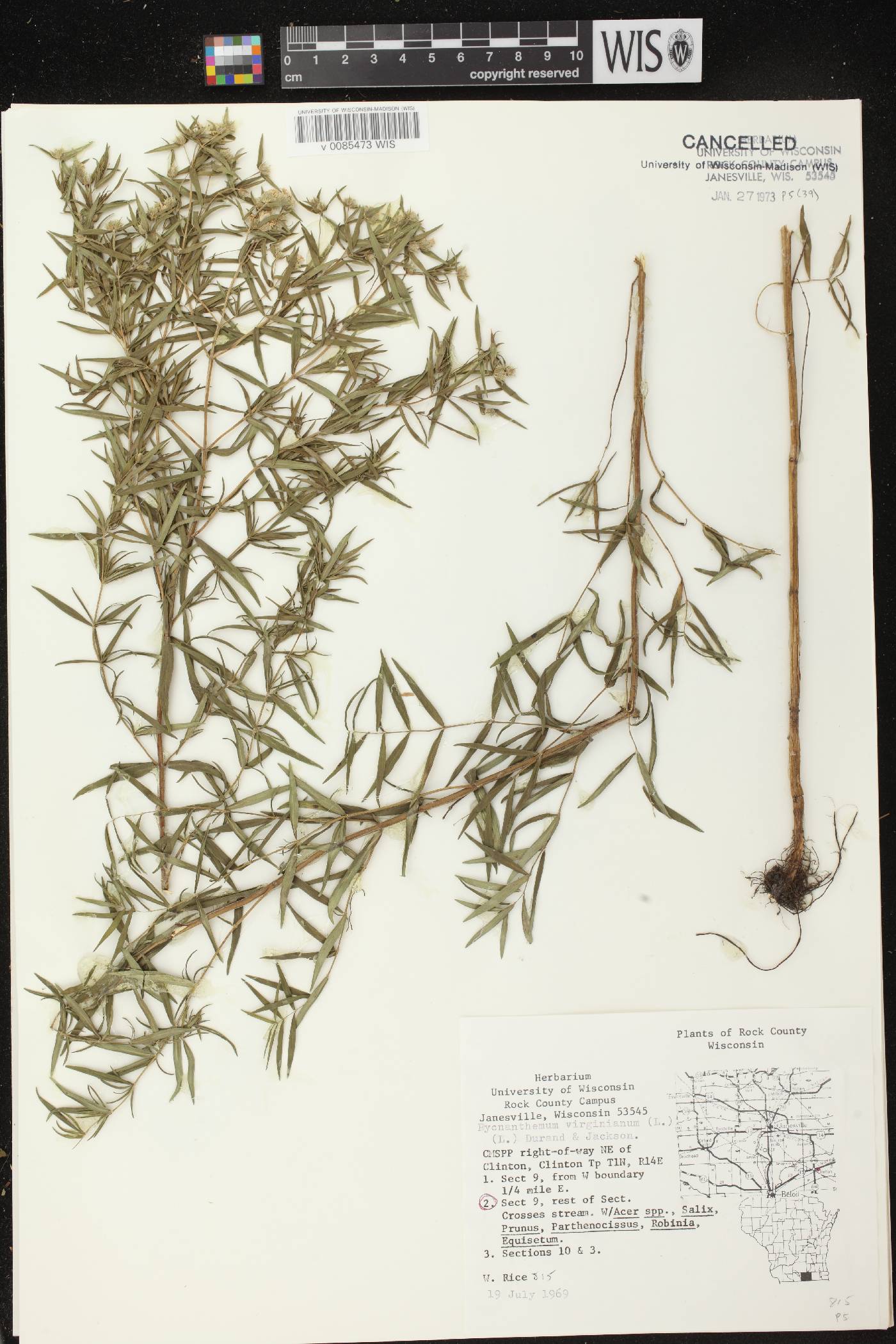 Pycnanthemum virginianum image