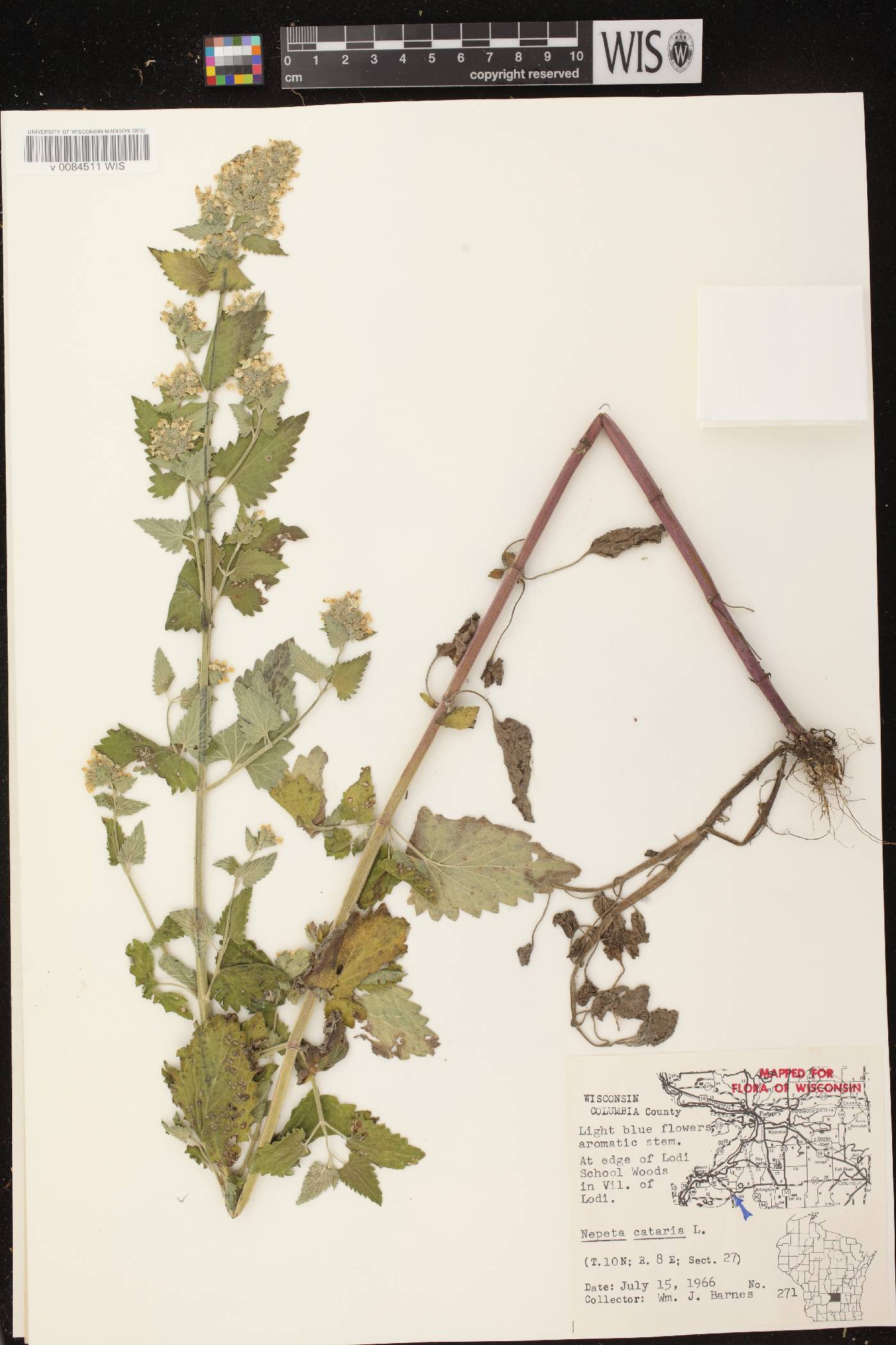 Nepeta cataria image