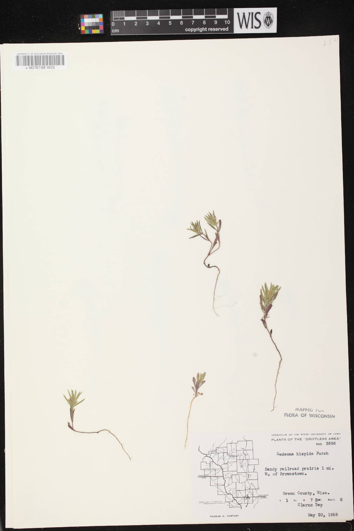 Hedeoma hispida image