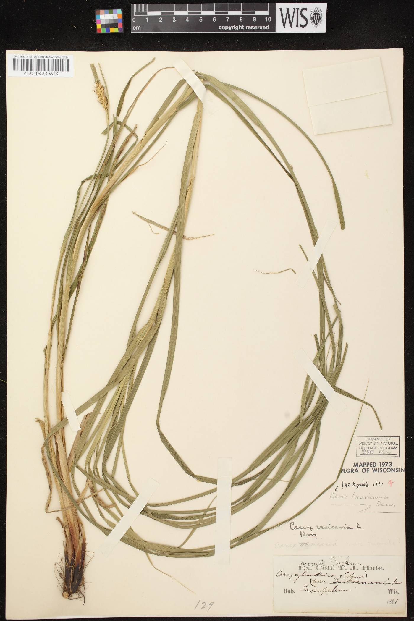Carex laeviconica image