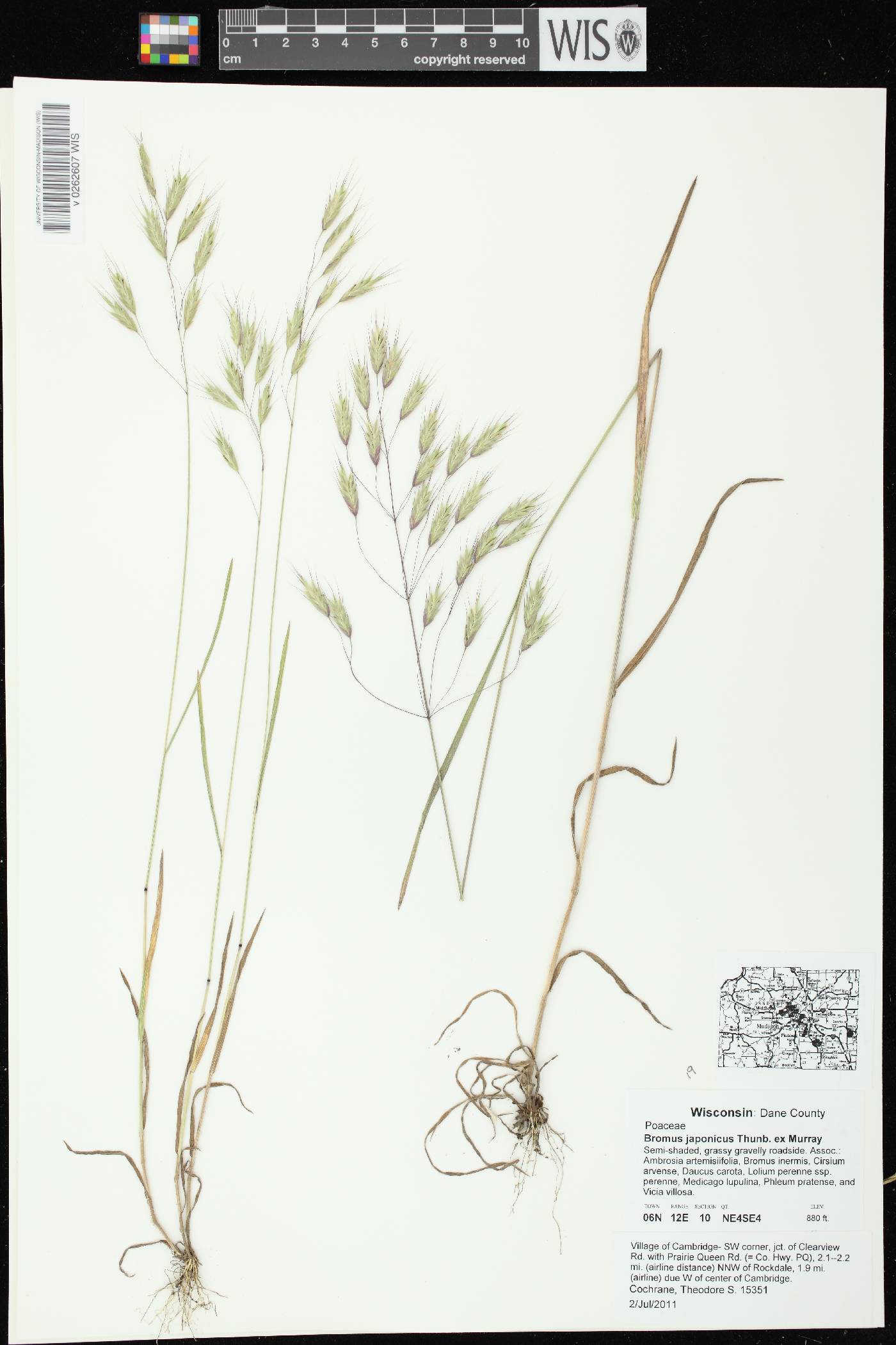 Bromus arvensis image