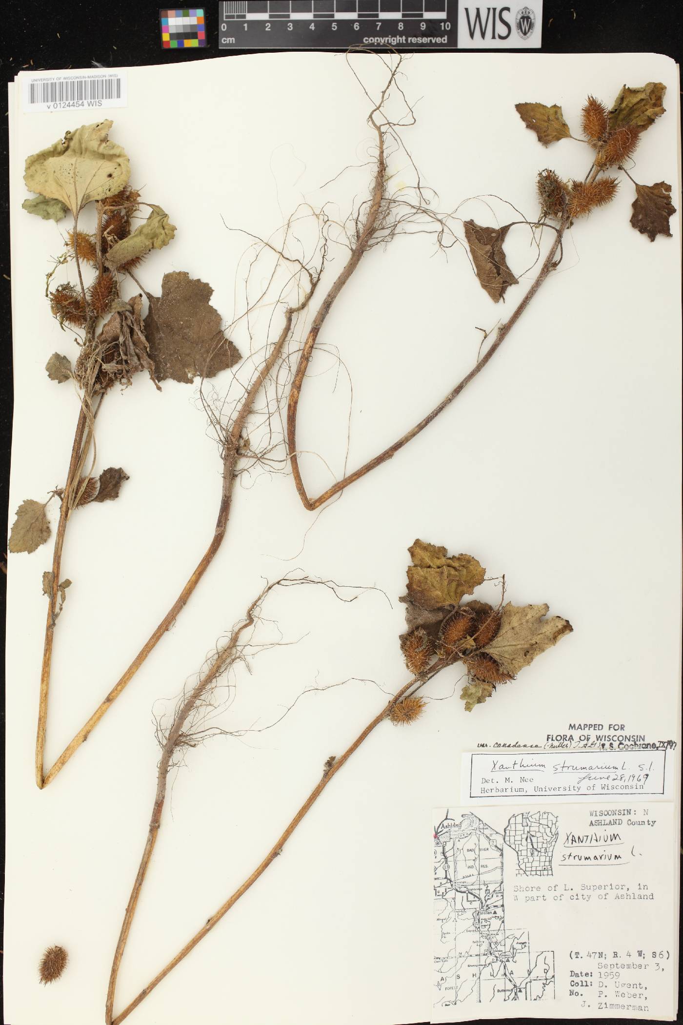 Xanthium strumarium image