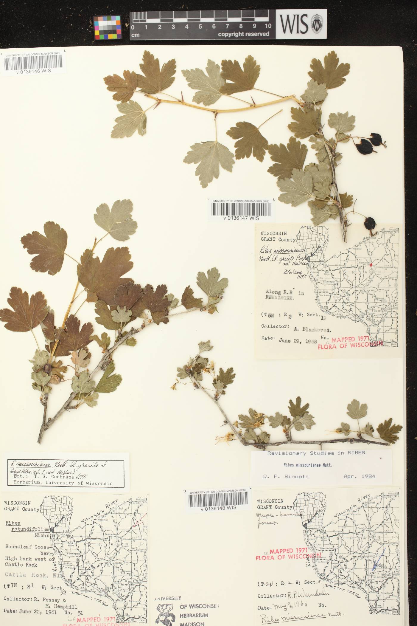 Ribes missouriense image