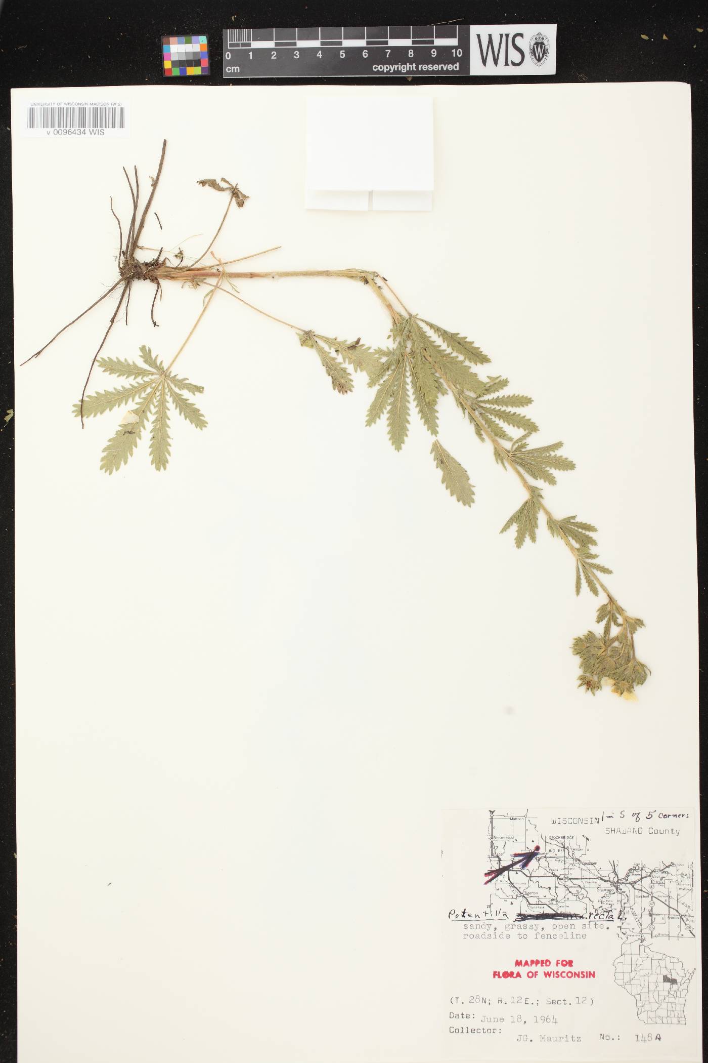 Potentilla recta image