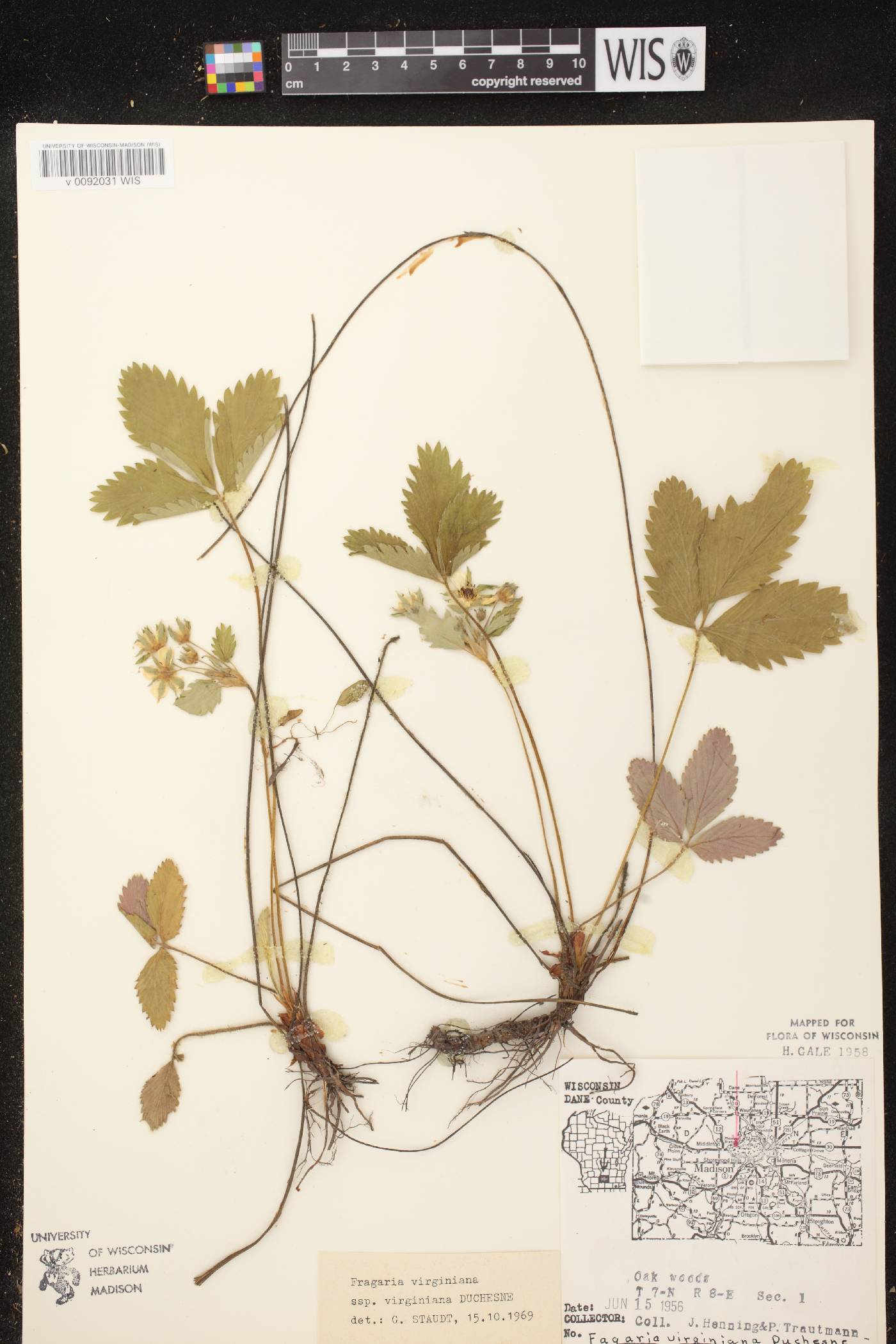 Fragaria virginiana image