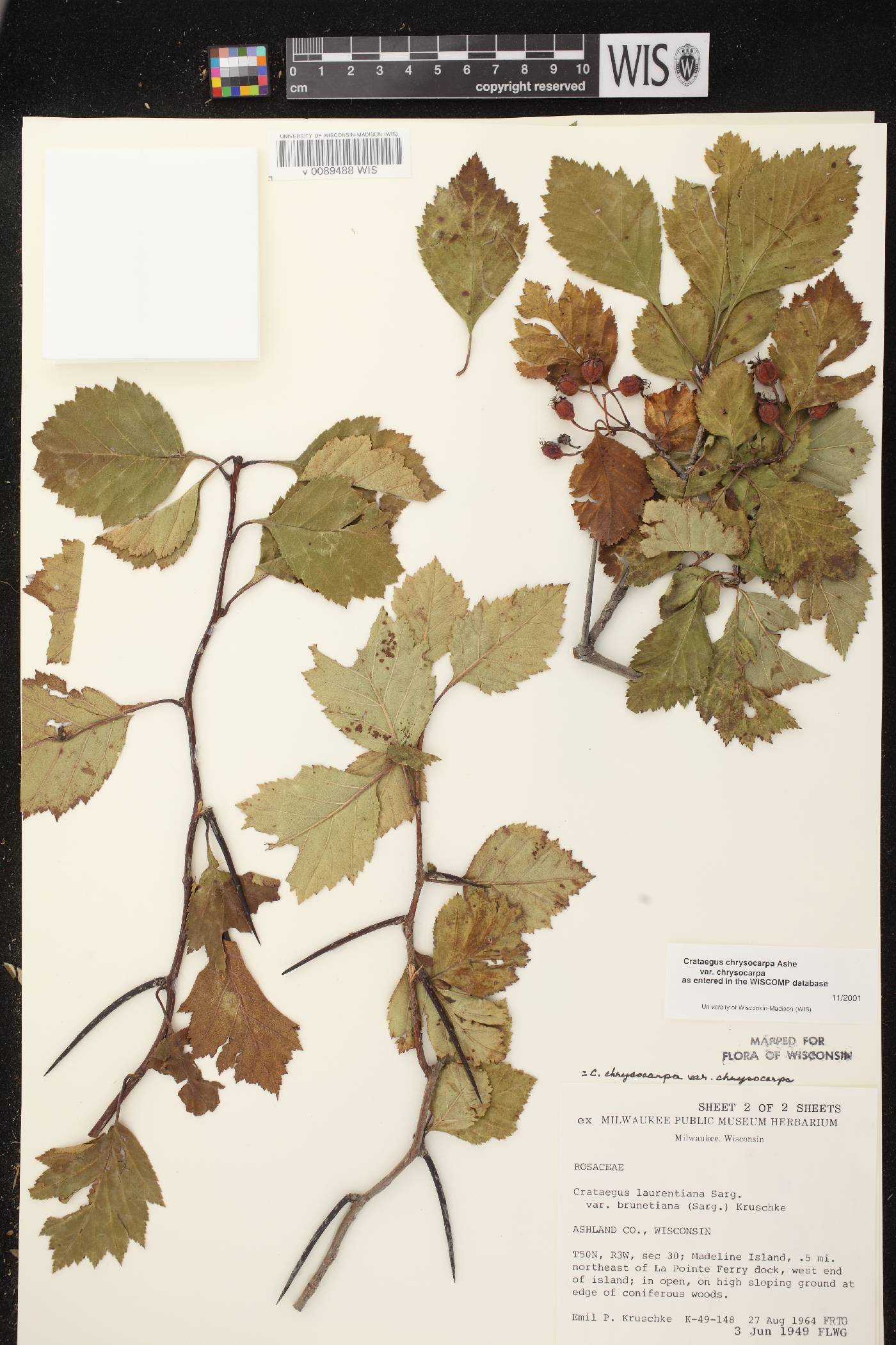 Crataegus chrysocarpa var. chrysocarpa image