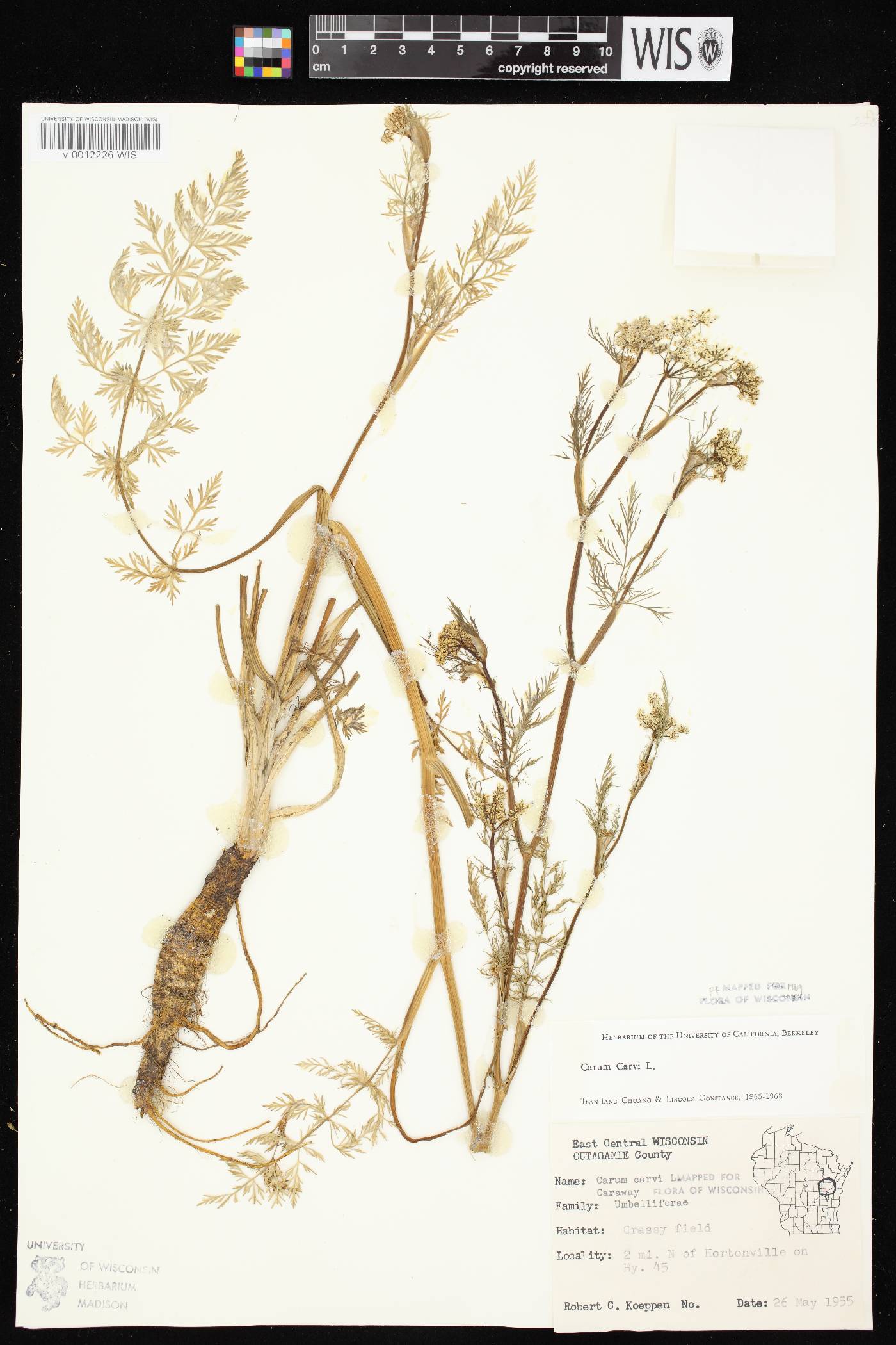 Carum carvi image