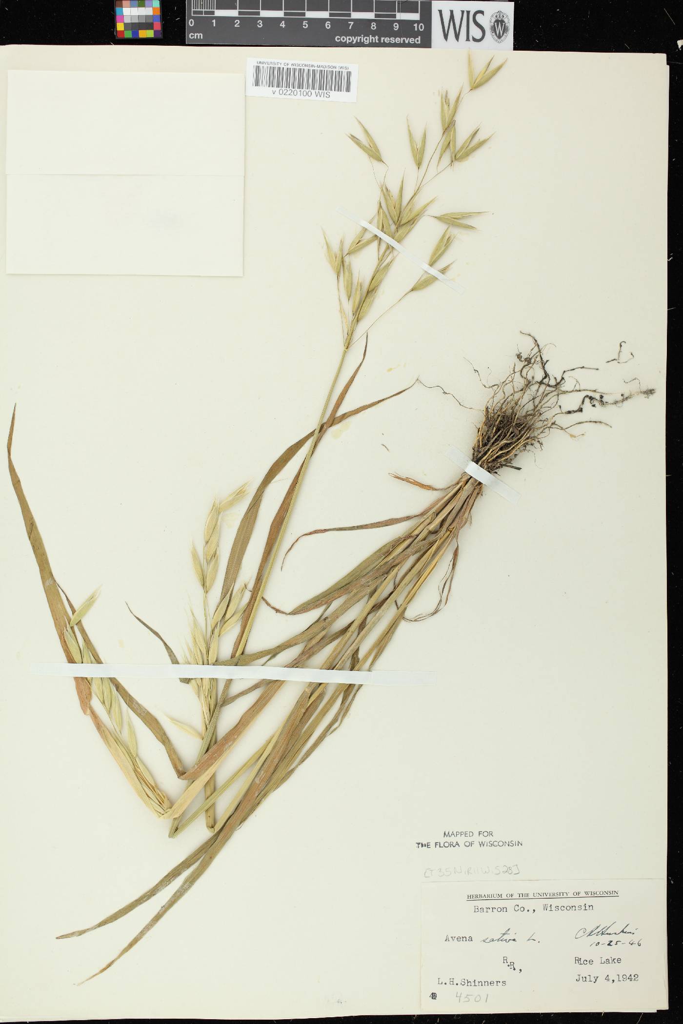 Avena sativa image