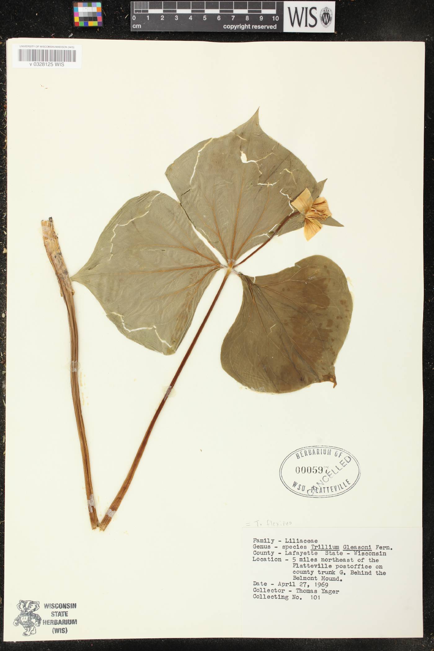 Trillium flexipes image