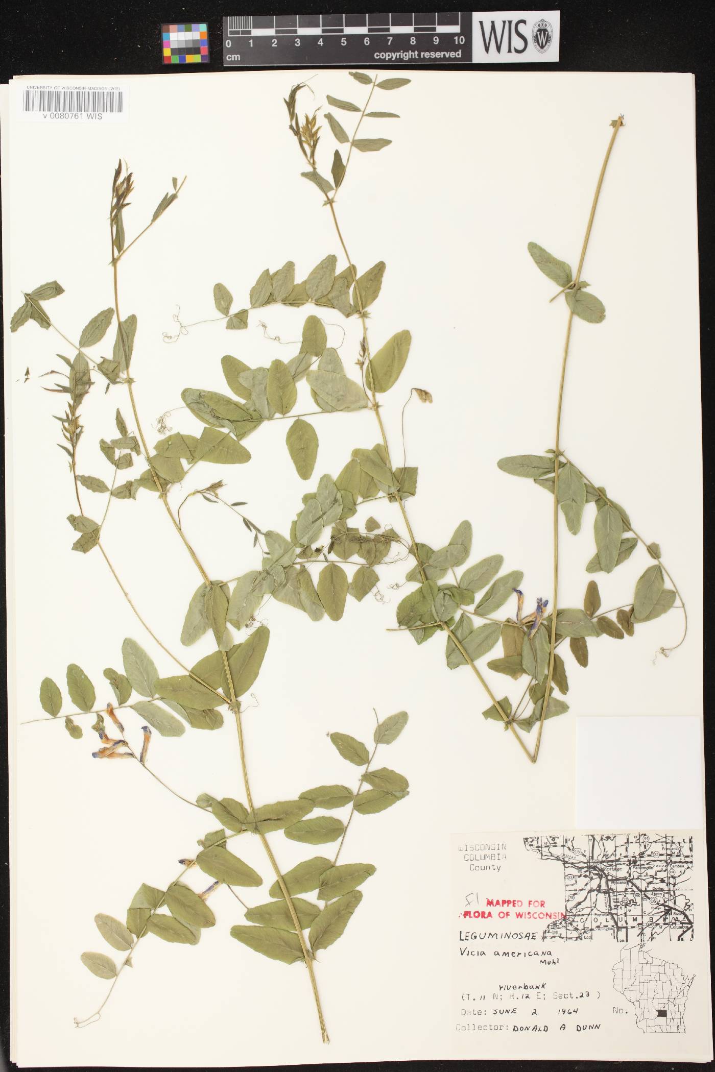 Vicia americana subsp. americana image