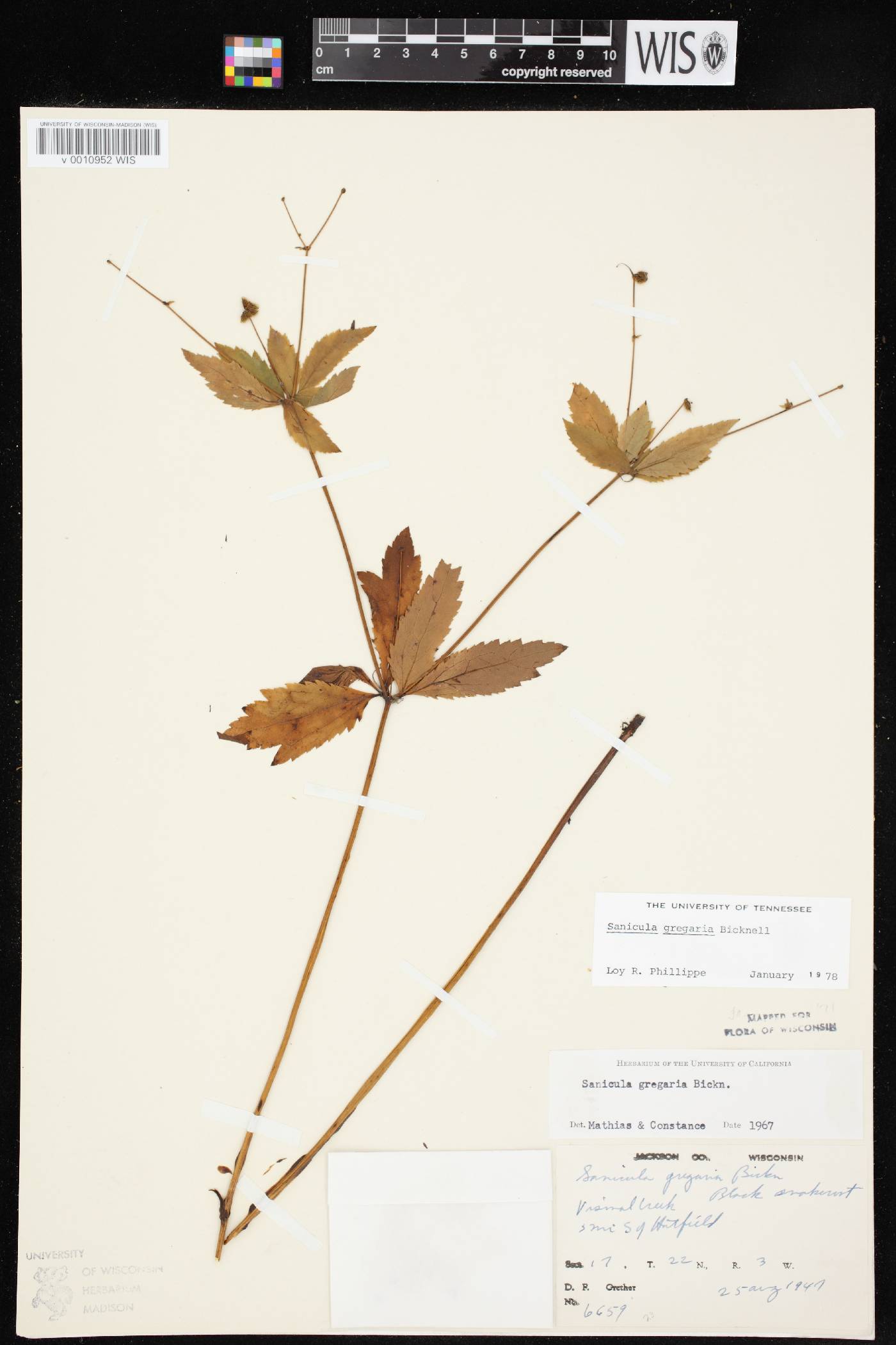 Sanicula odorata image