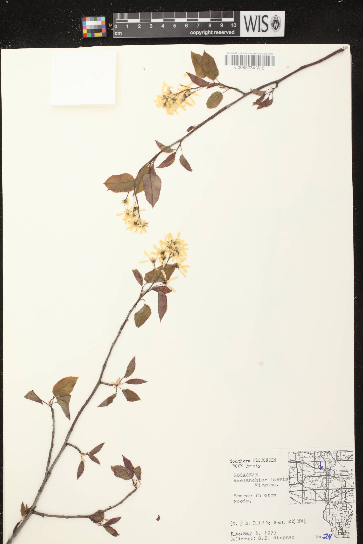 Amelanchier laevis image