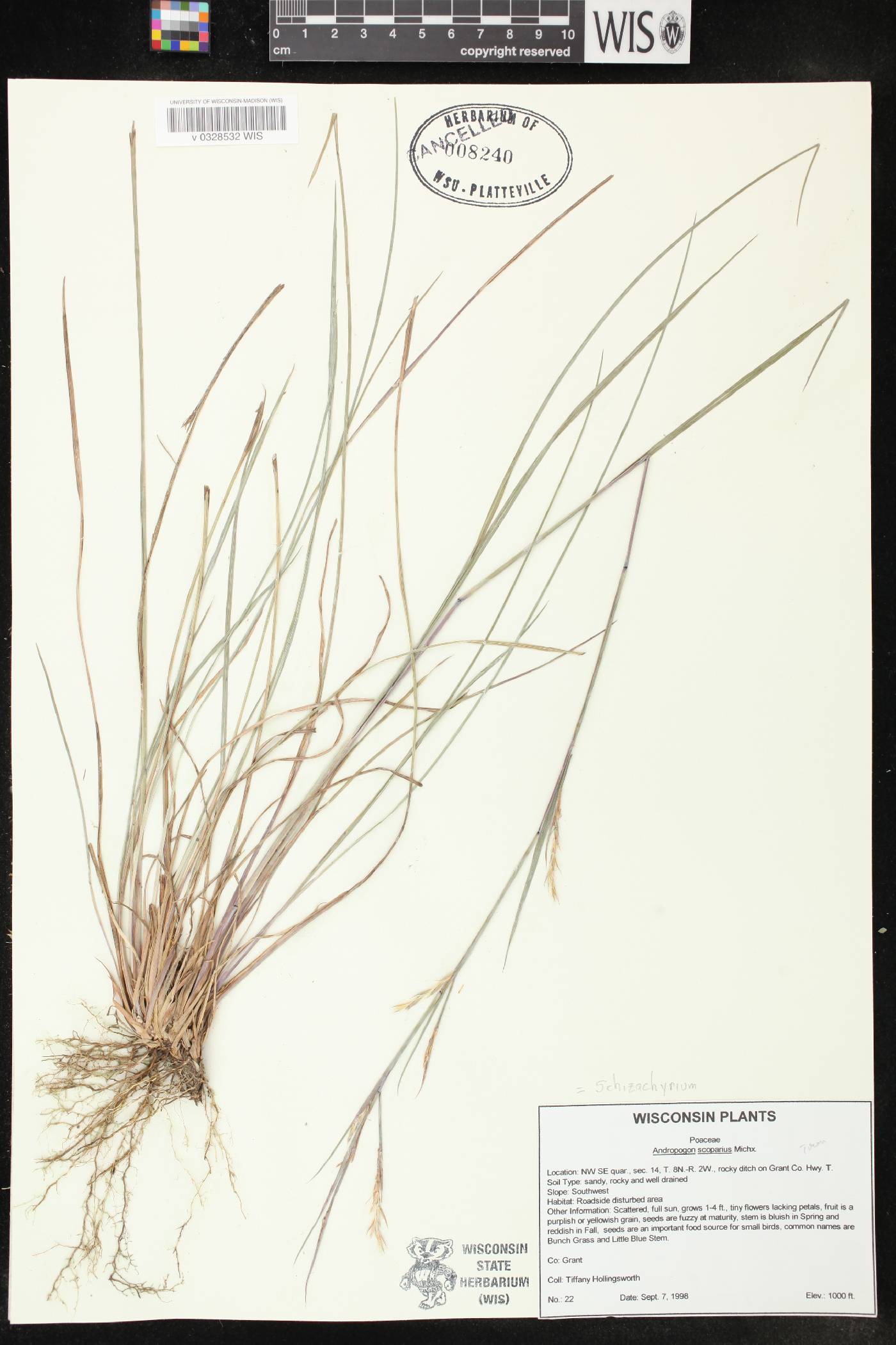 Schizachyrium scoparium image