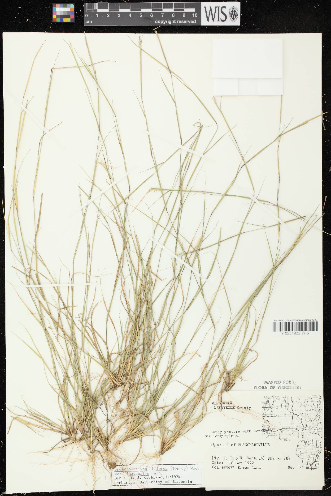Sporobolus vaginiflorus var. vaginiflorus image