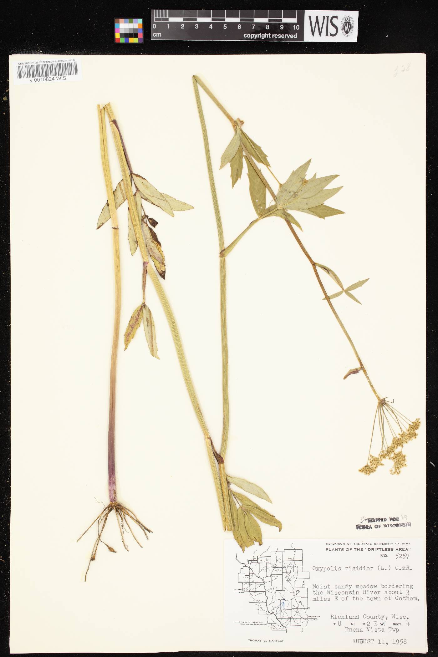 Oxypolis rigidior image