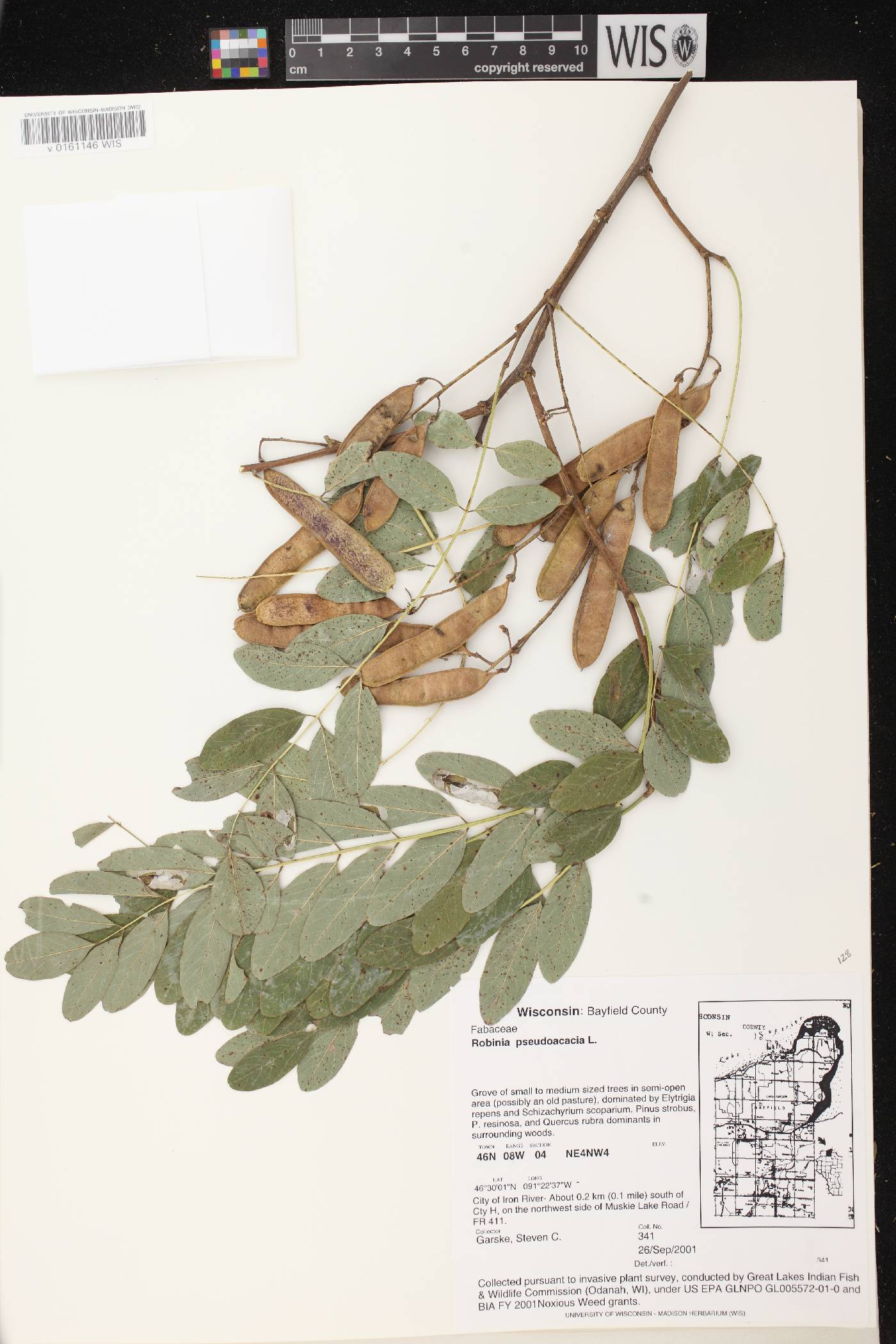 Robinia pseudoacacia image