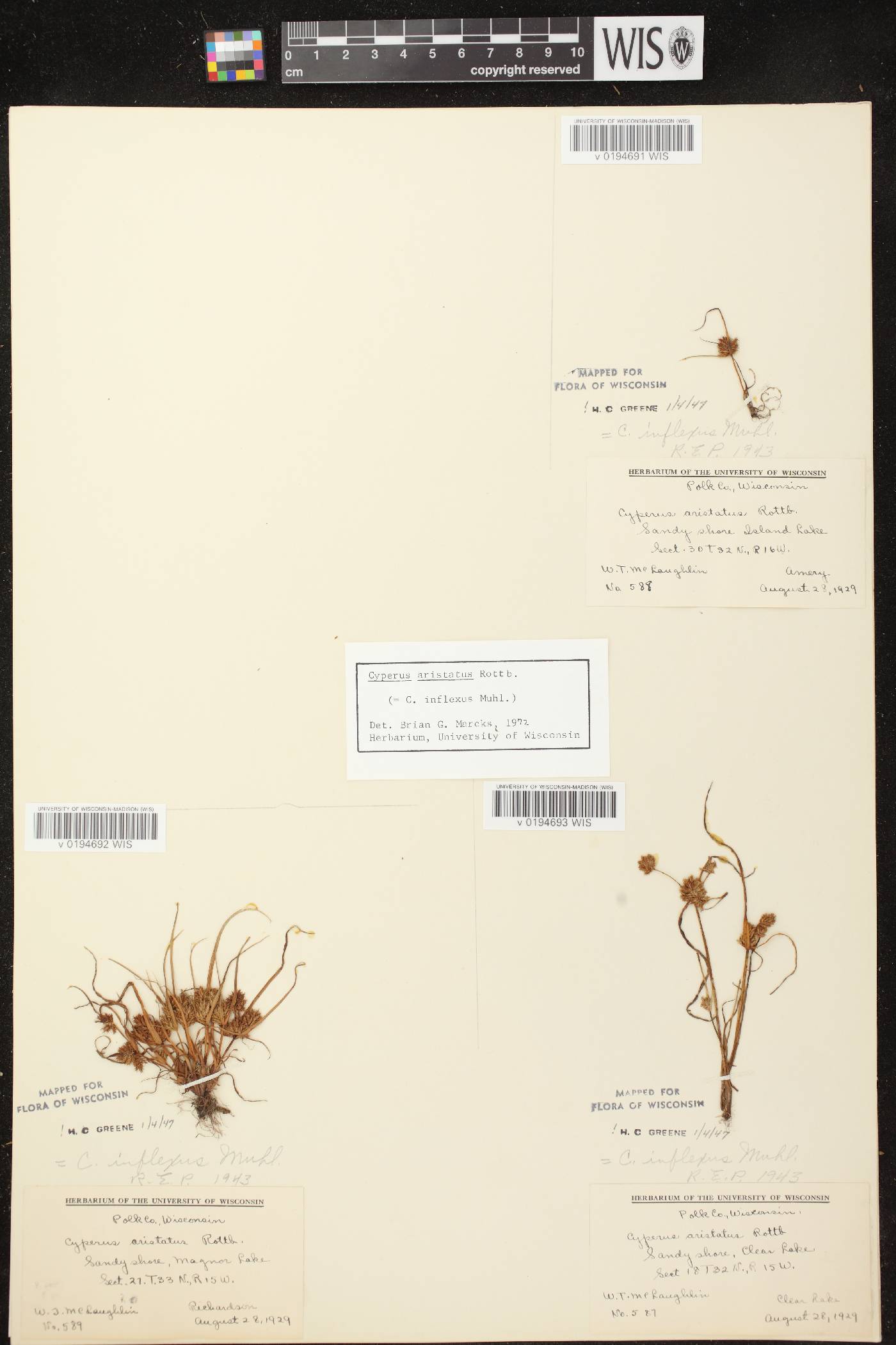 Cyperus squarrosus image