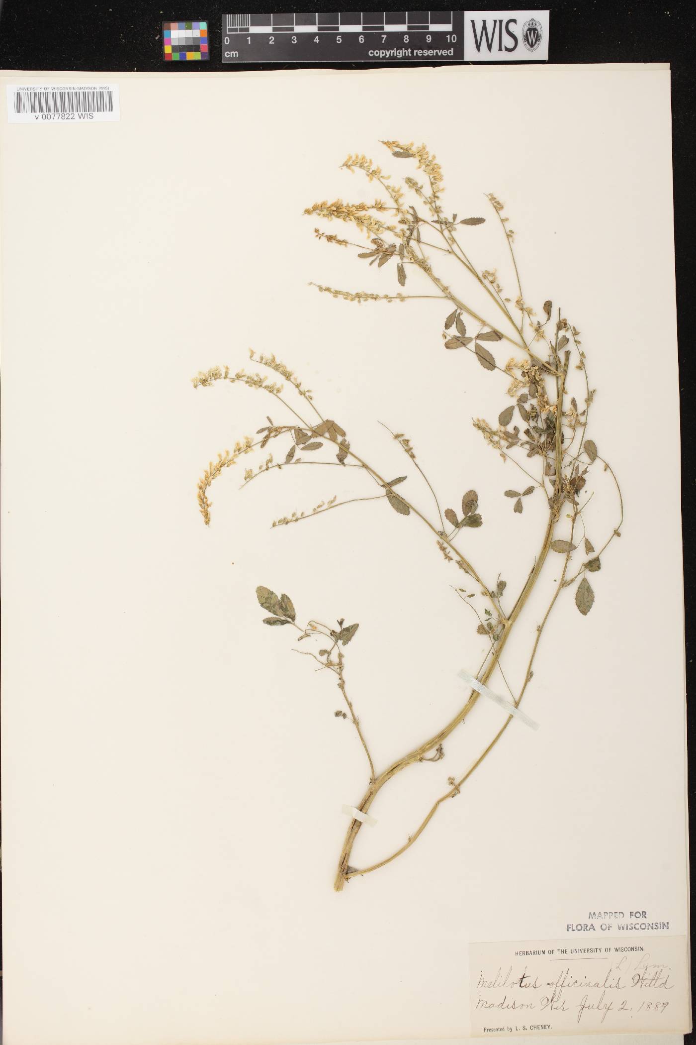Melilotus officinalis image