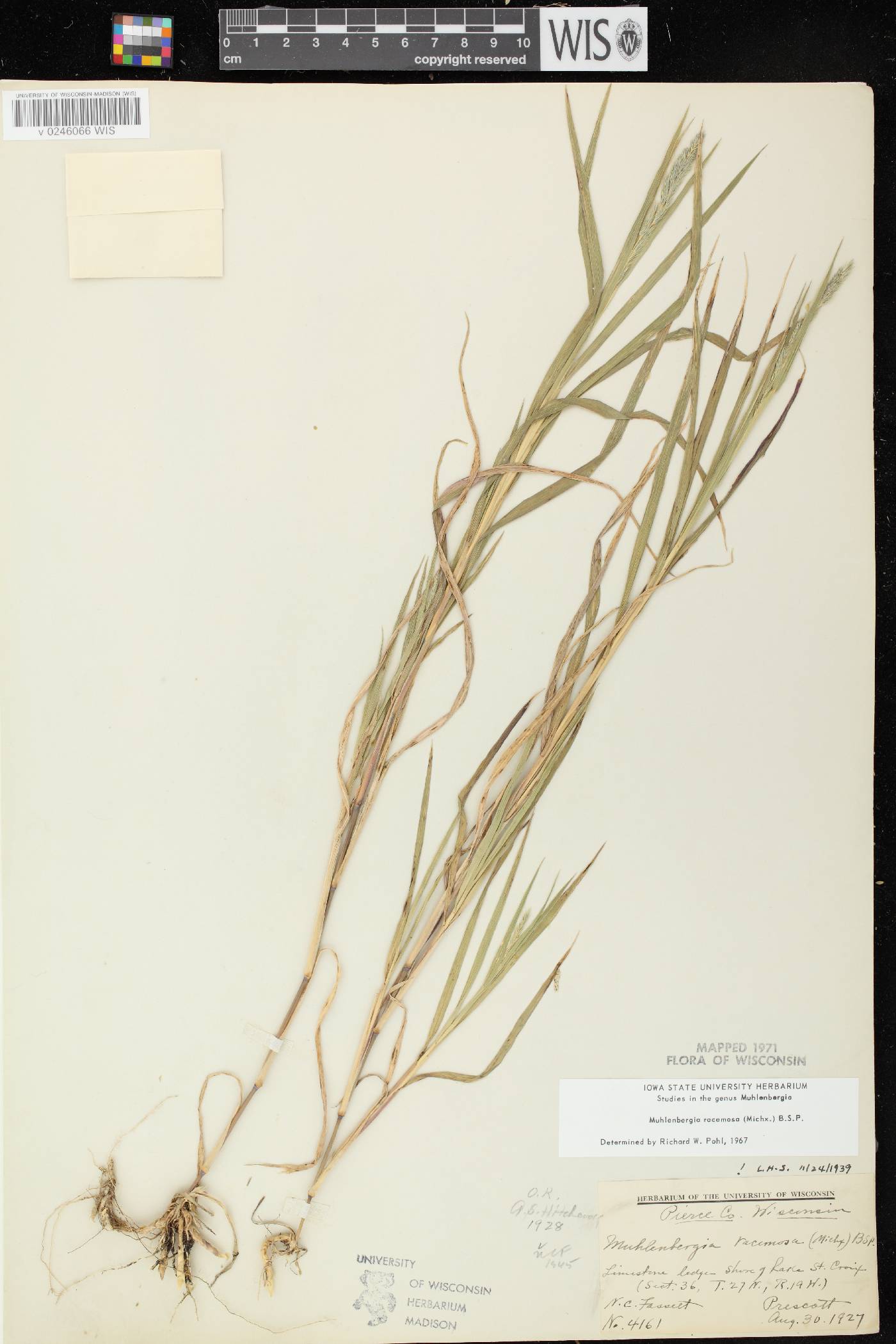 Muhlenbergia racemosa image