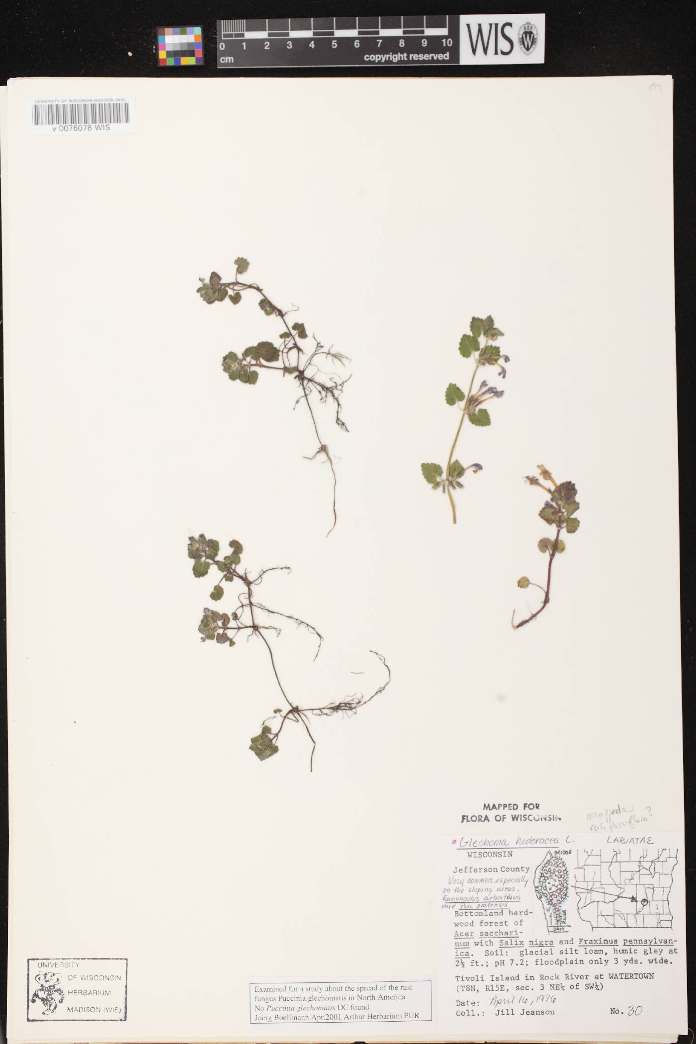 Glechoma hederacea var. micrantha image