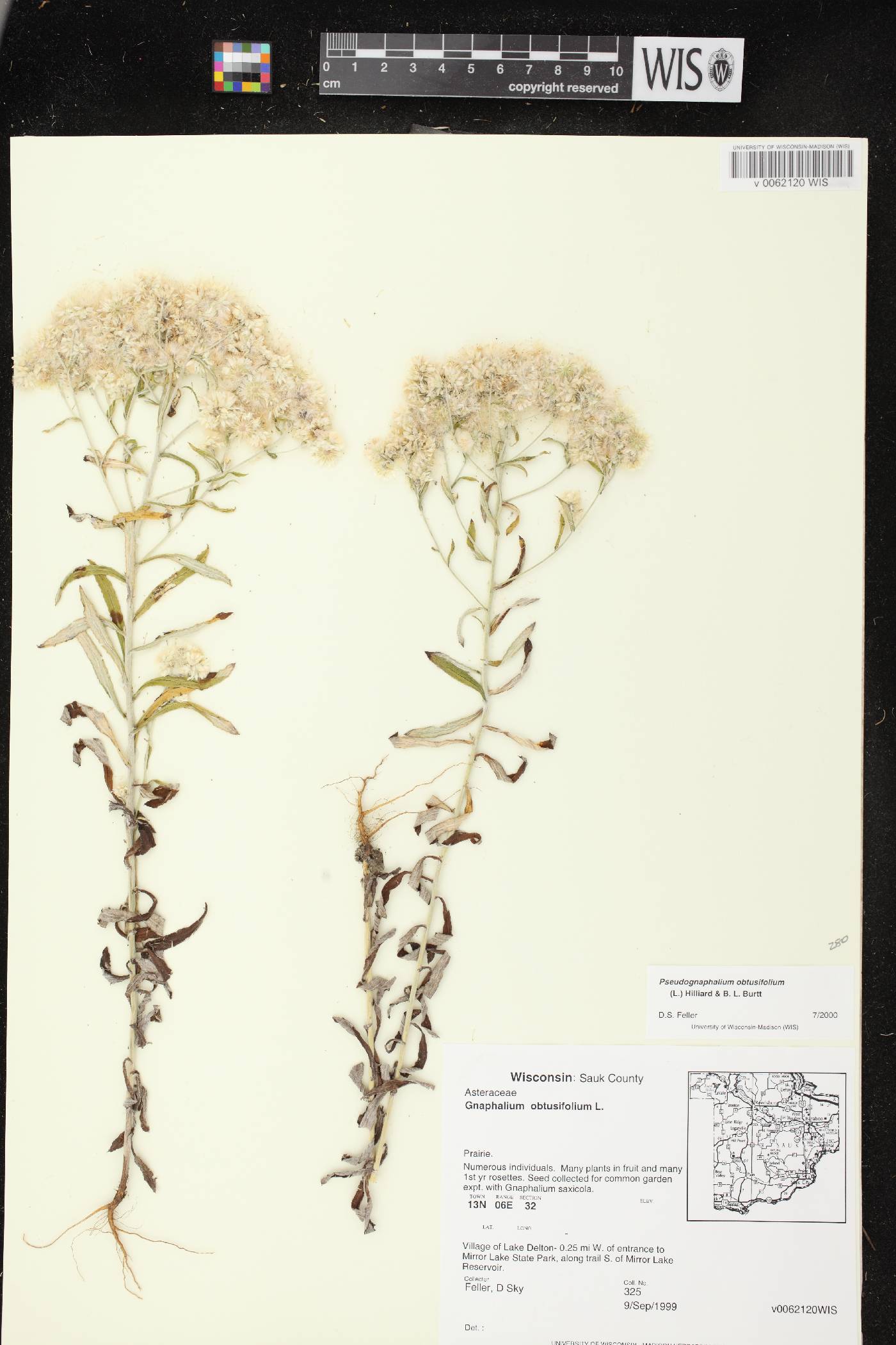 Pseudognaphalium obtusifolium image