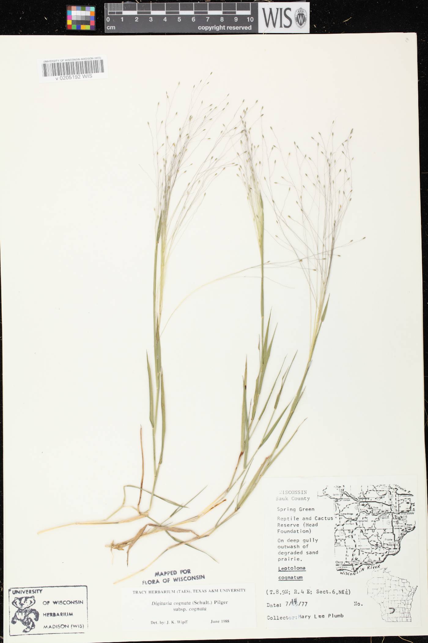 Digitaria cognata image
