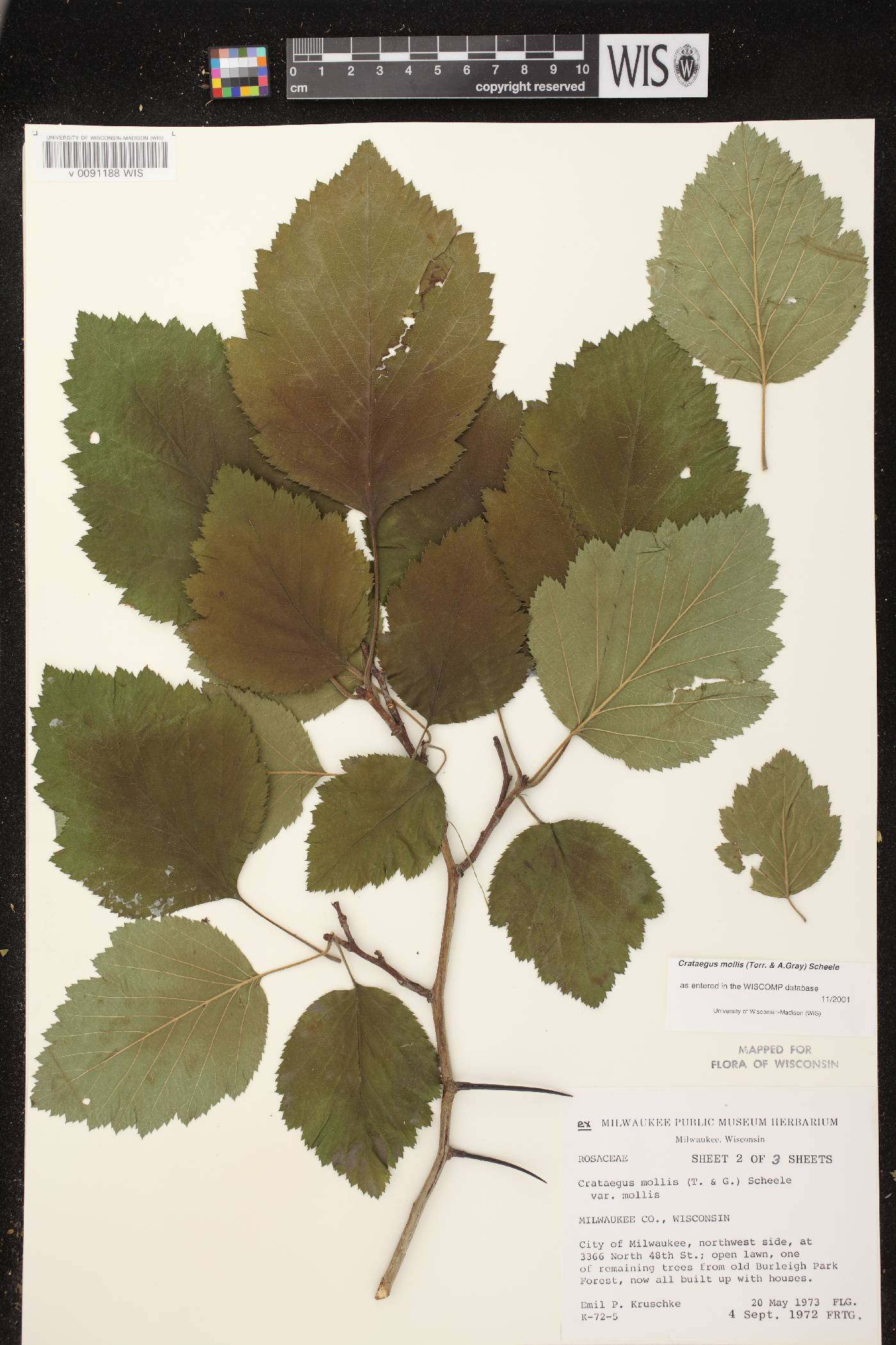 Crataegus mollis image