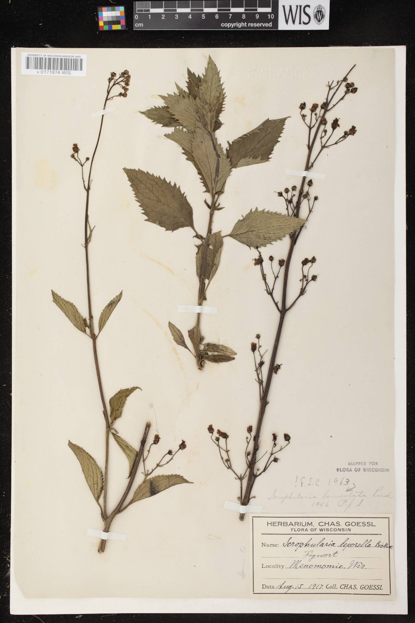 Scrophularia lanceolata image