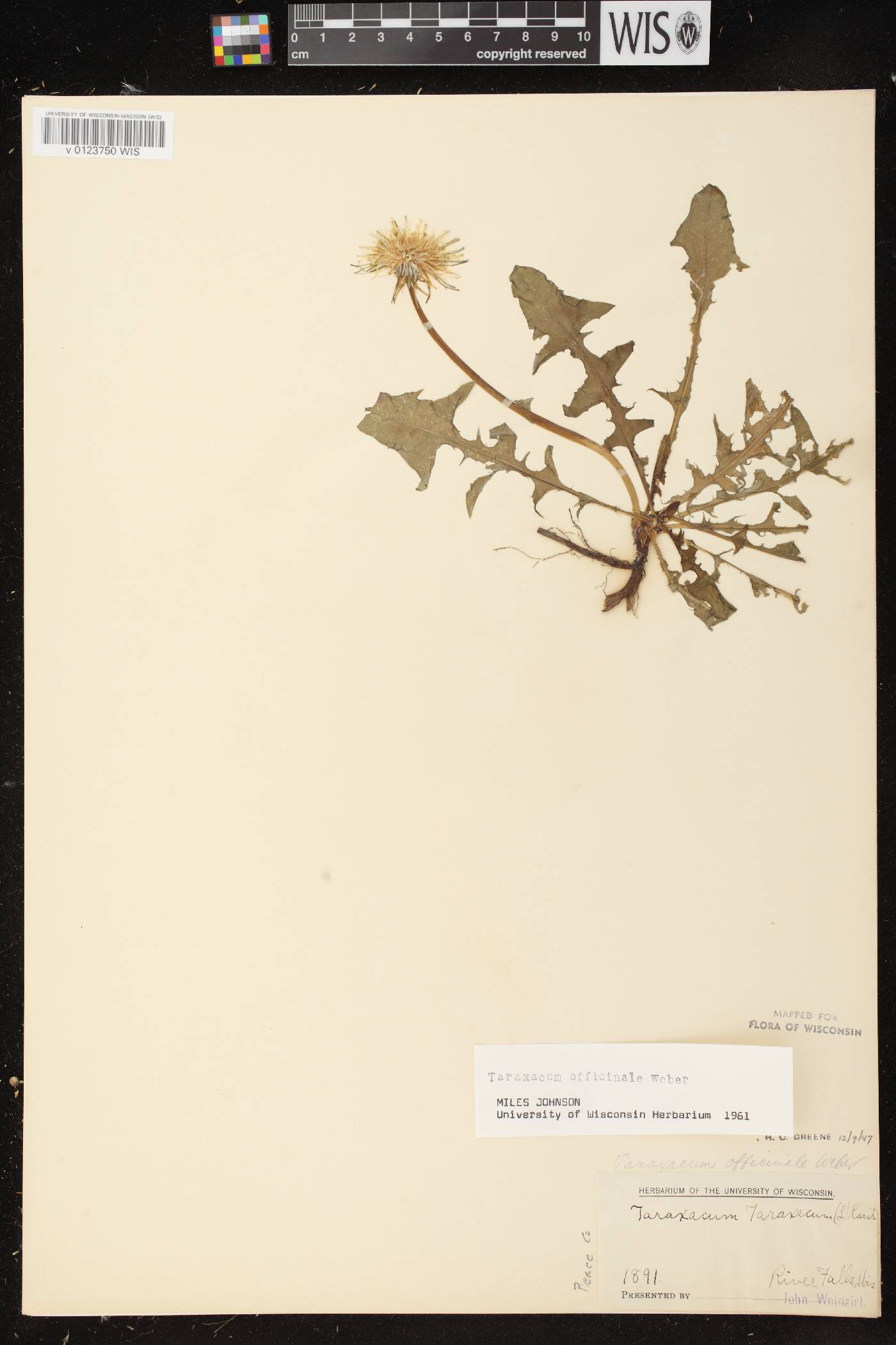 Taraxacum officinale image