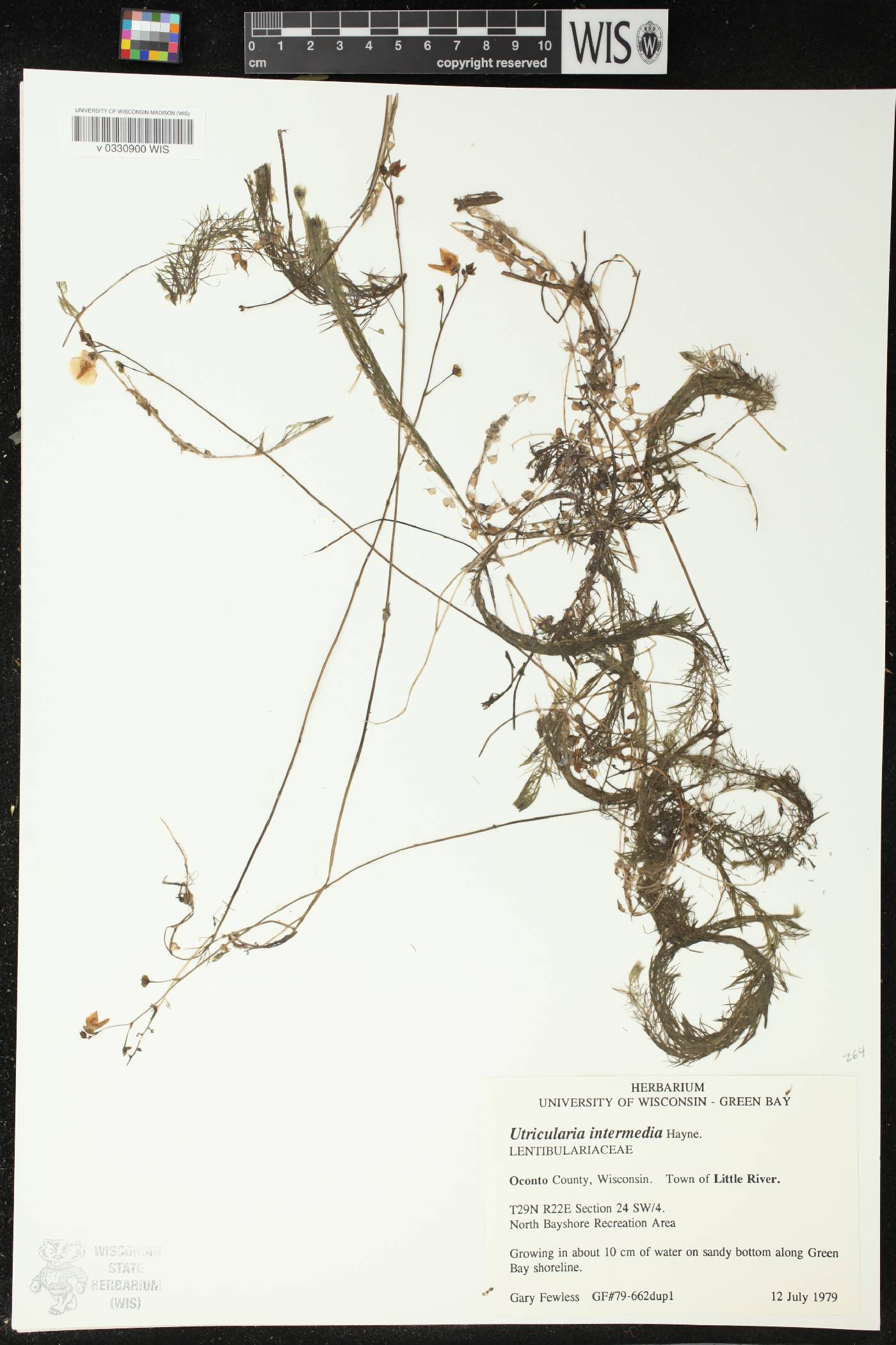 Utricularia intermedia image