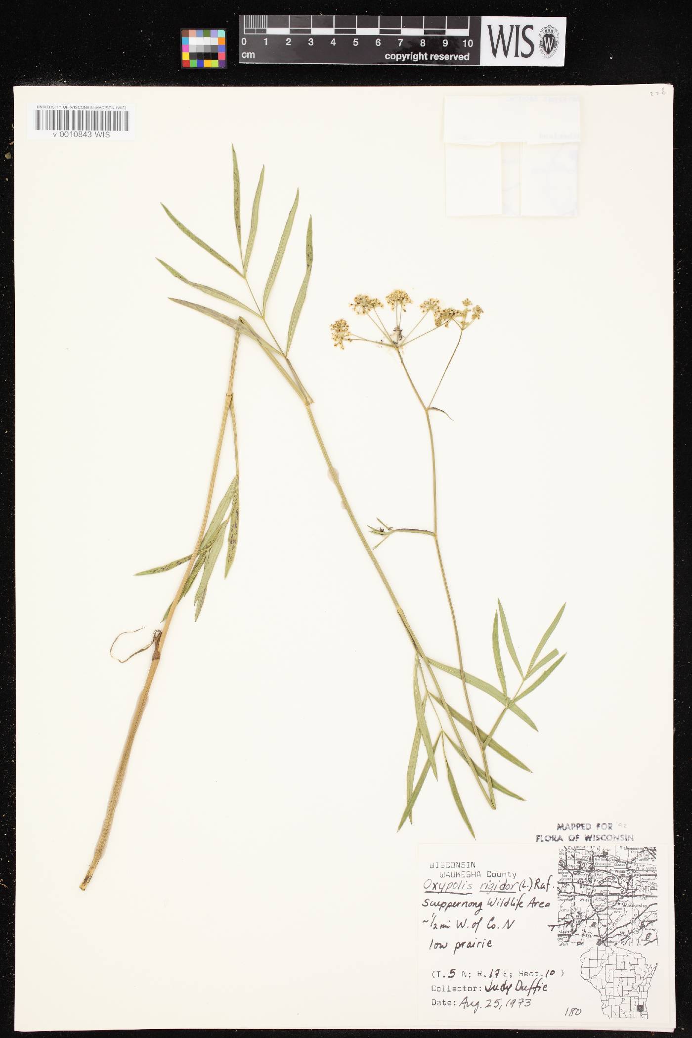 Oxypolis rigidior image
