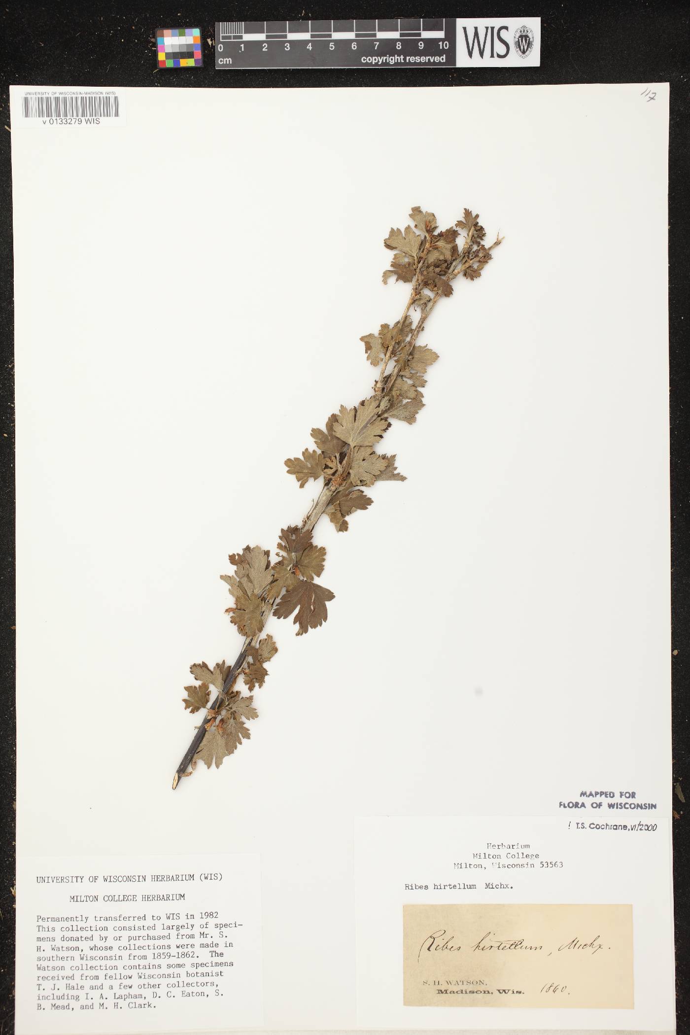 Ribes hirtellum image