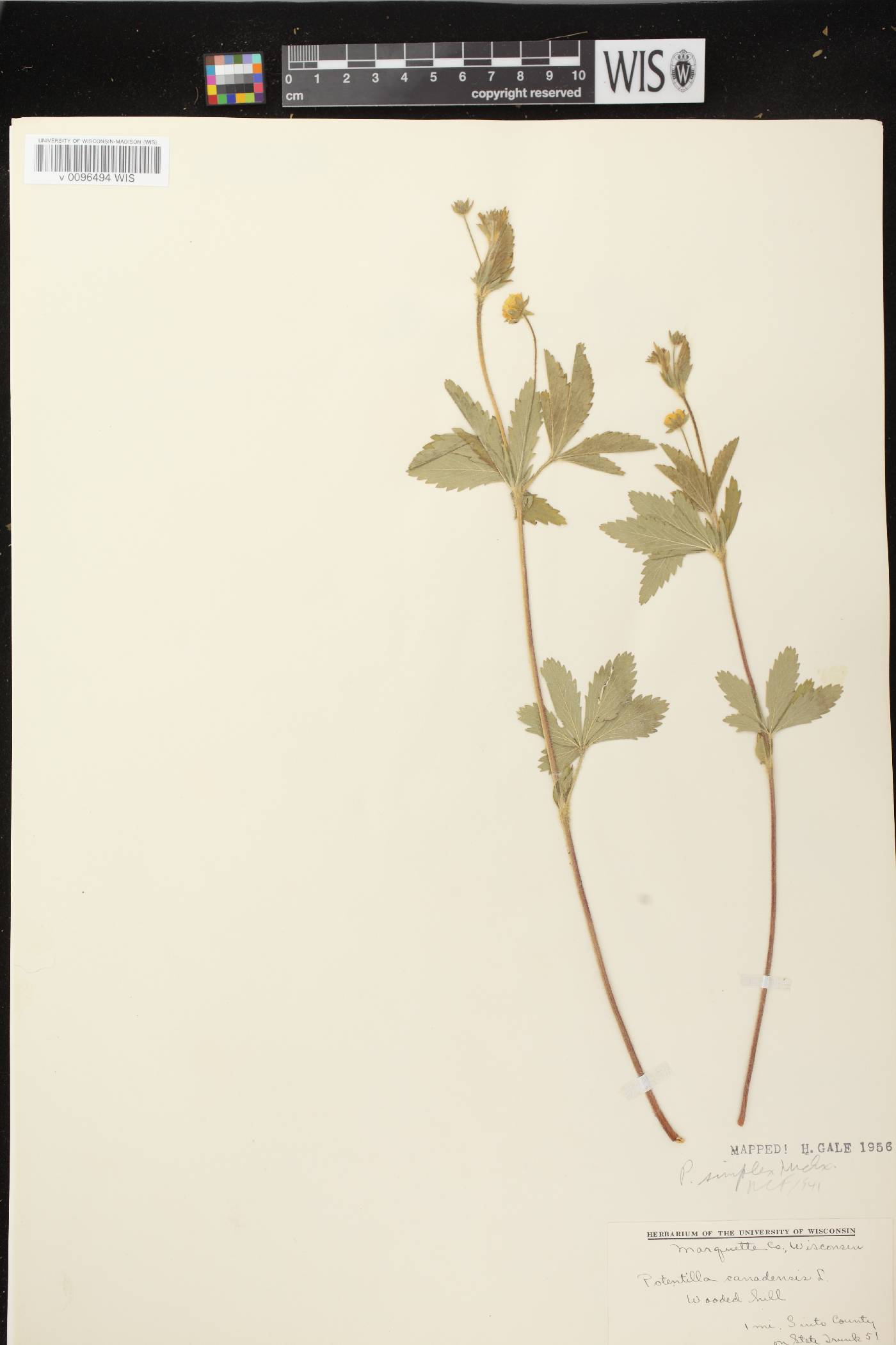 Potentilla simplex image