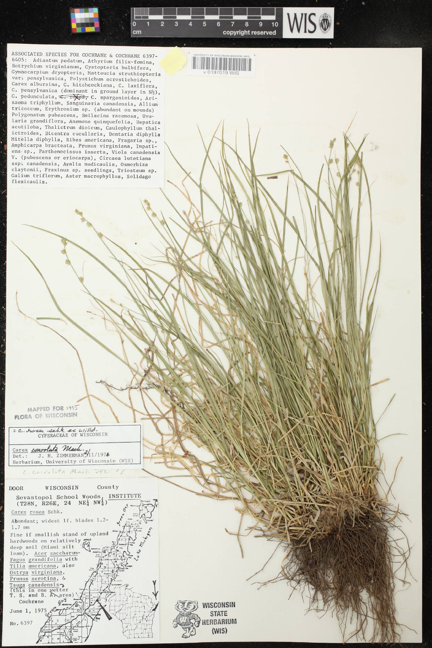 Carex rosea image