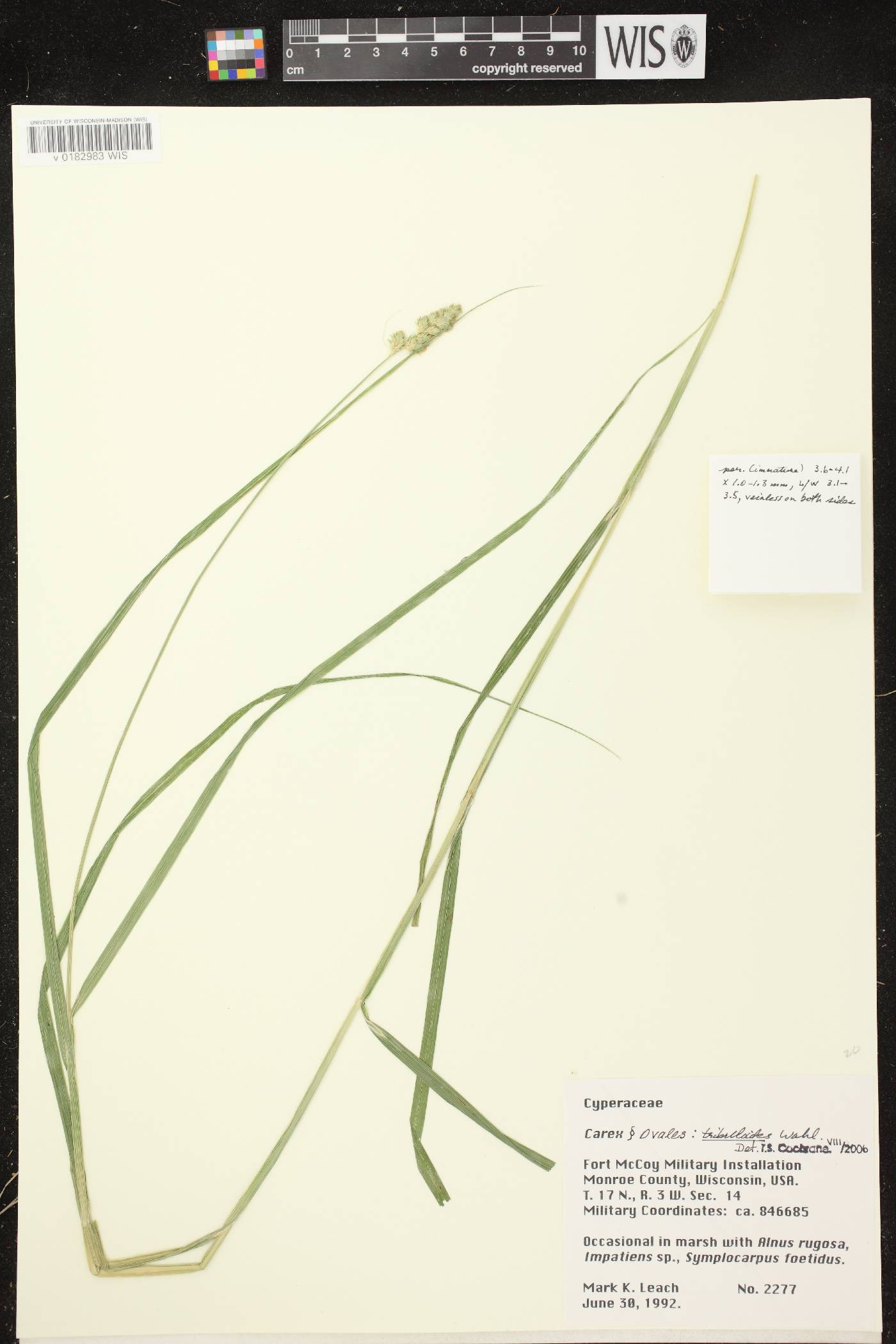 Carex tribuloides var. tribuloides image