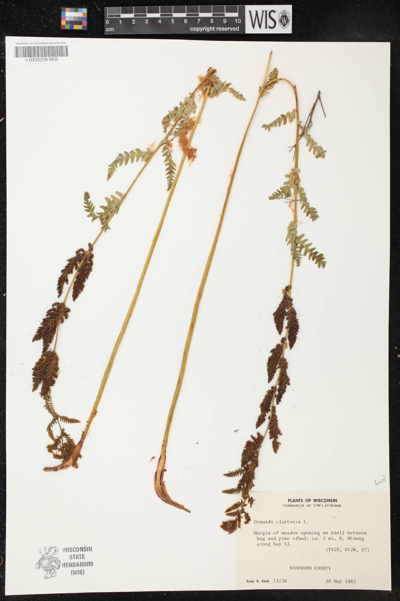 Osmunda claytoniana image