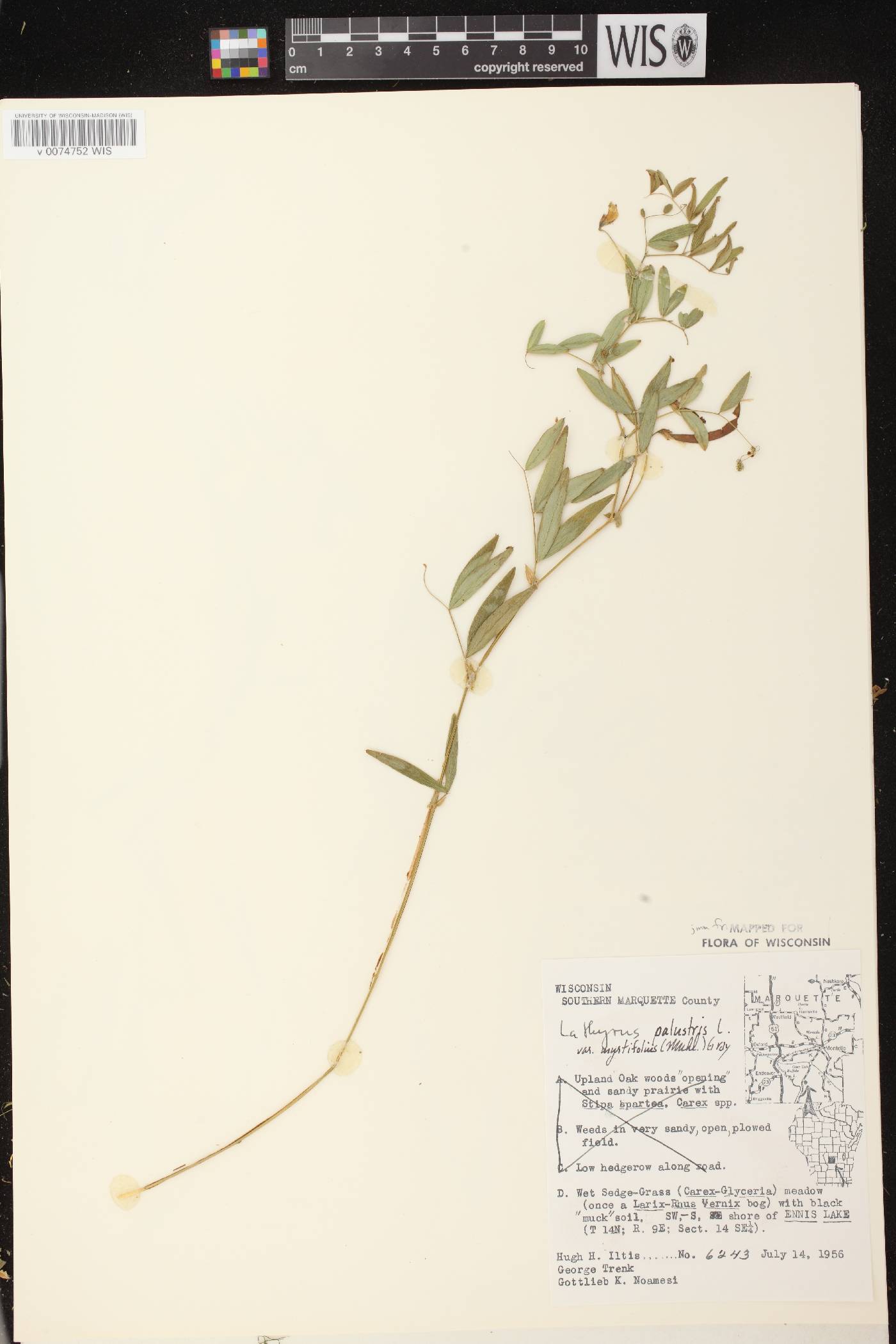 Lathyrus palustris image