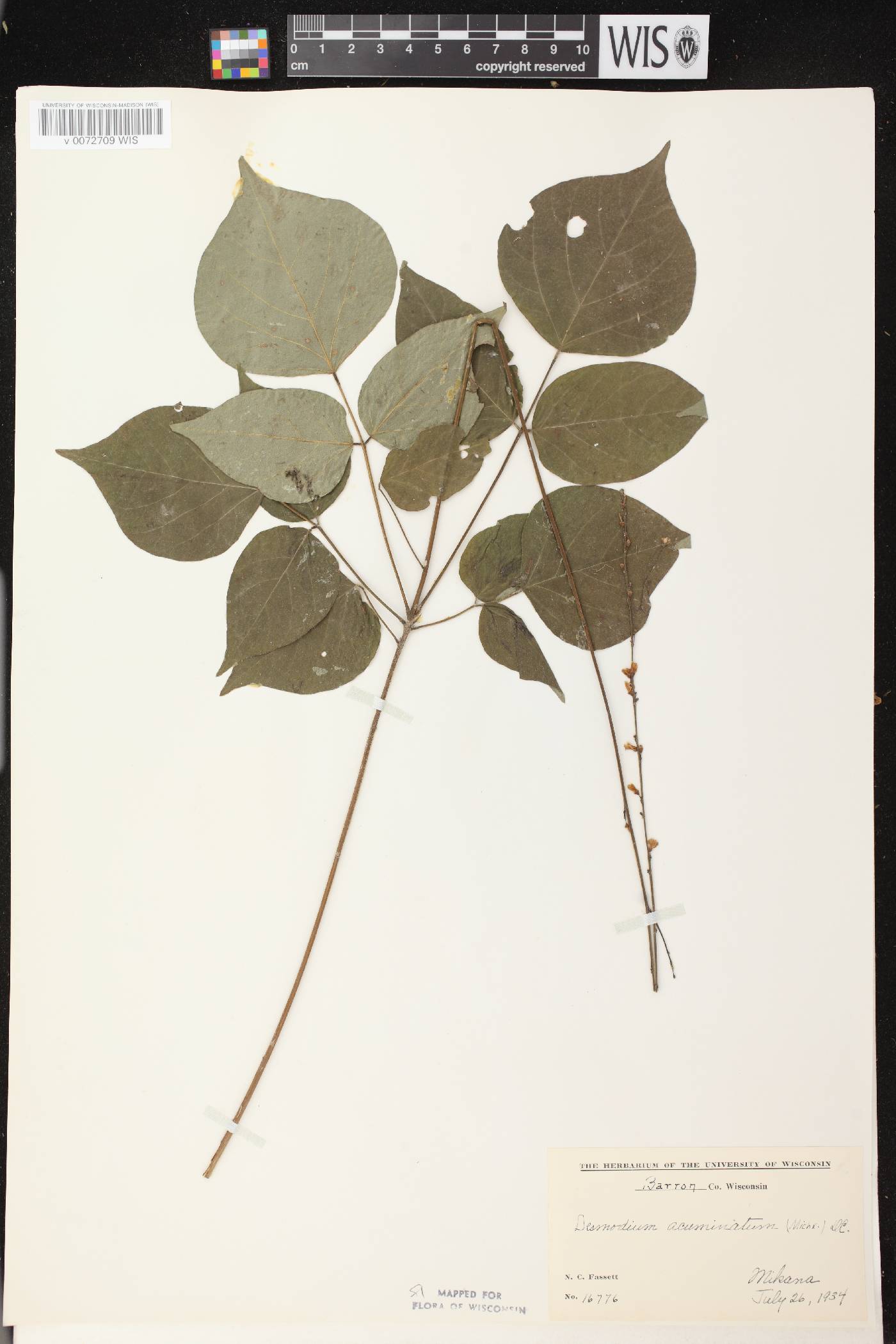 Hylodesmum glutinosum image
