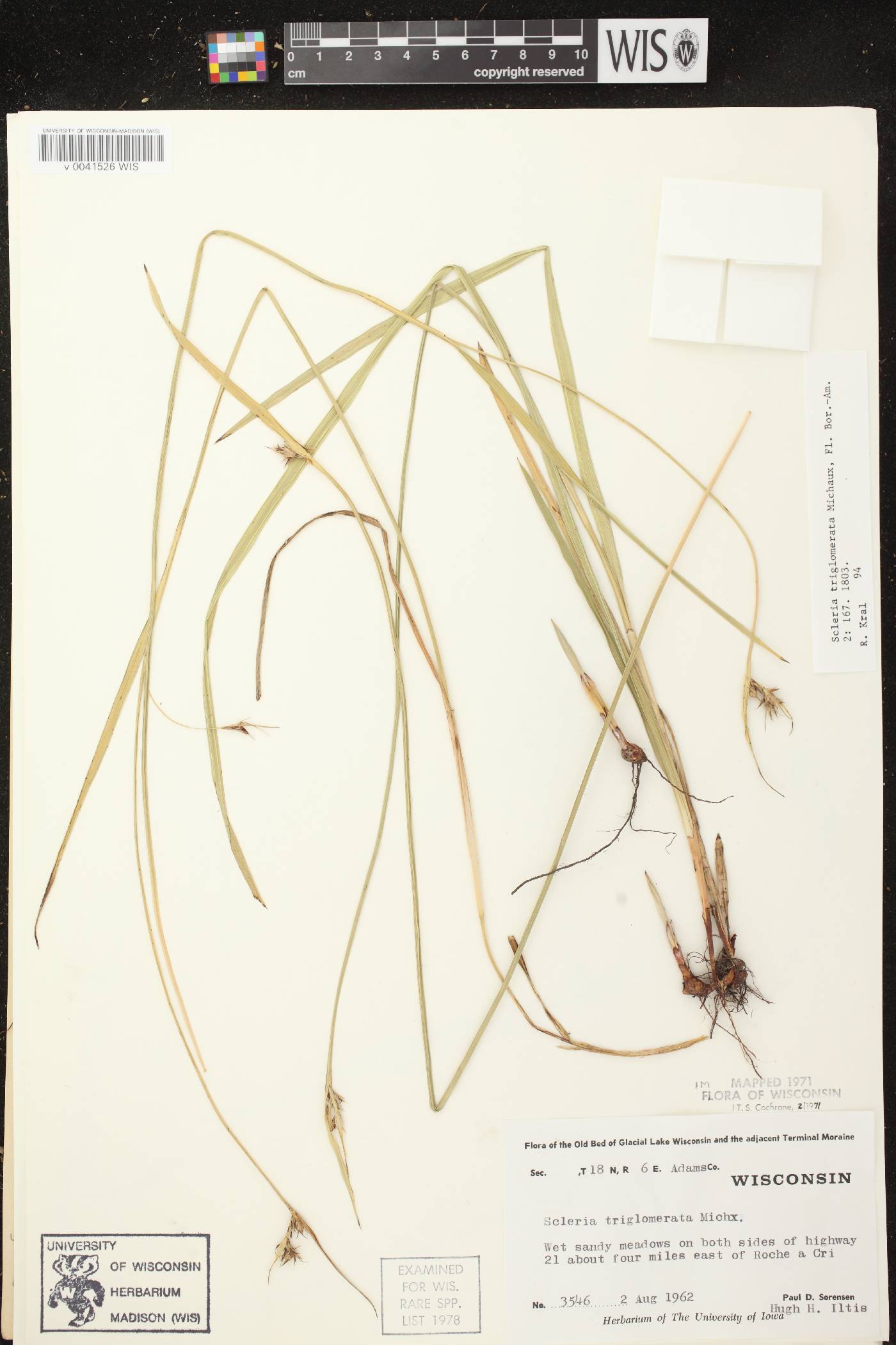 Scleria triglomerata image