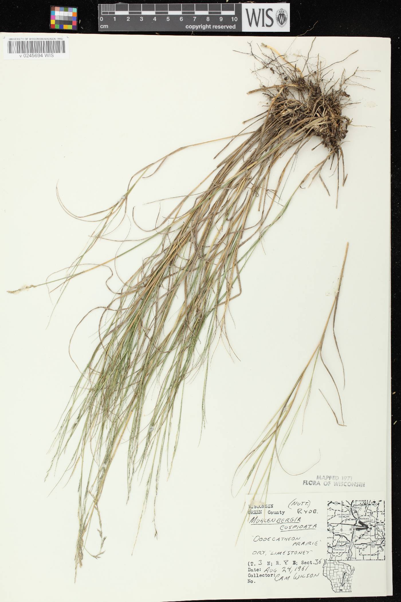 Muhlenbergia cuspidata image
