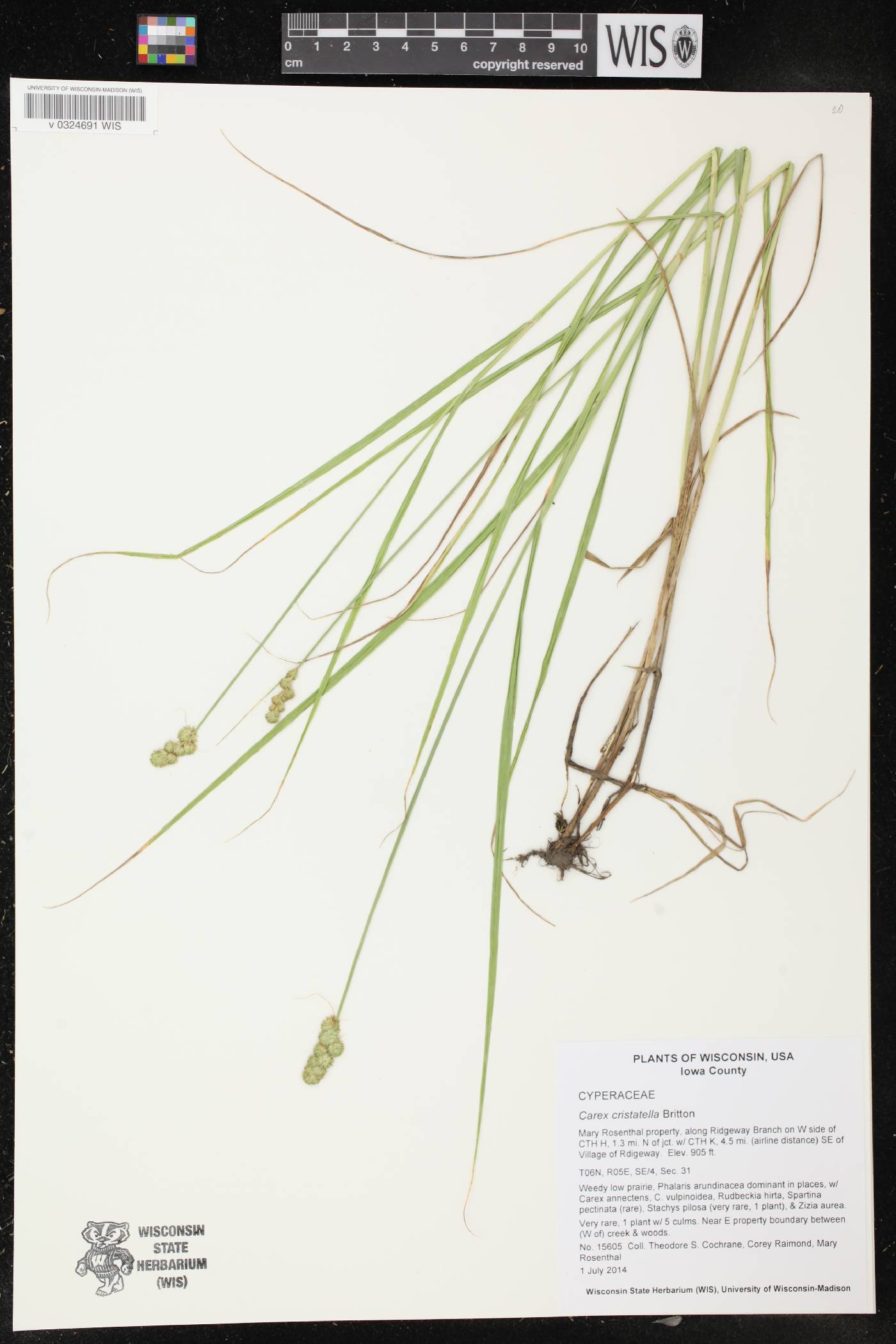 Carex cristatella image