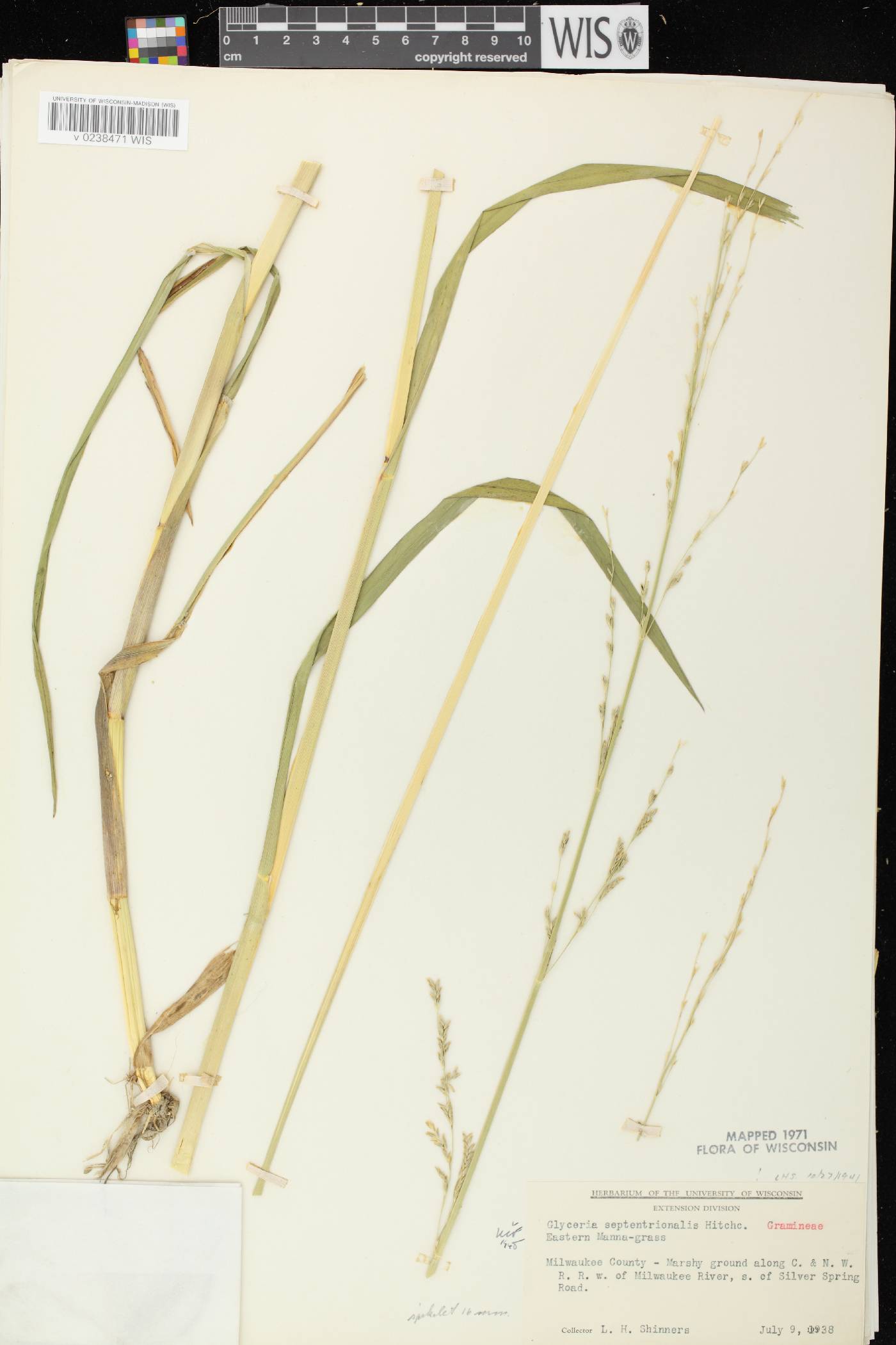 Glyceria septentrionalis image