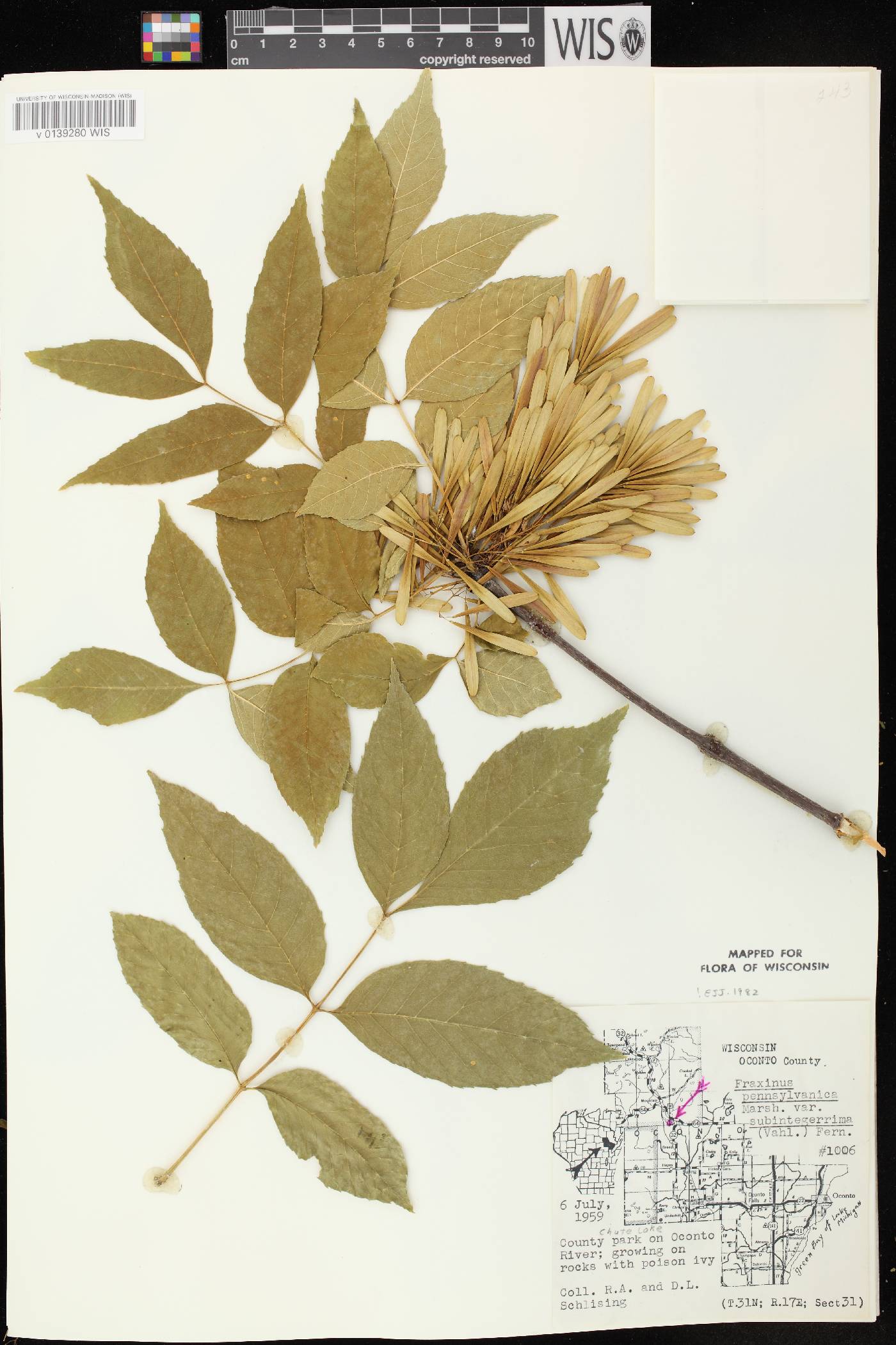 Fraxinus pennsylvanica image