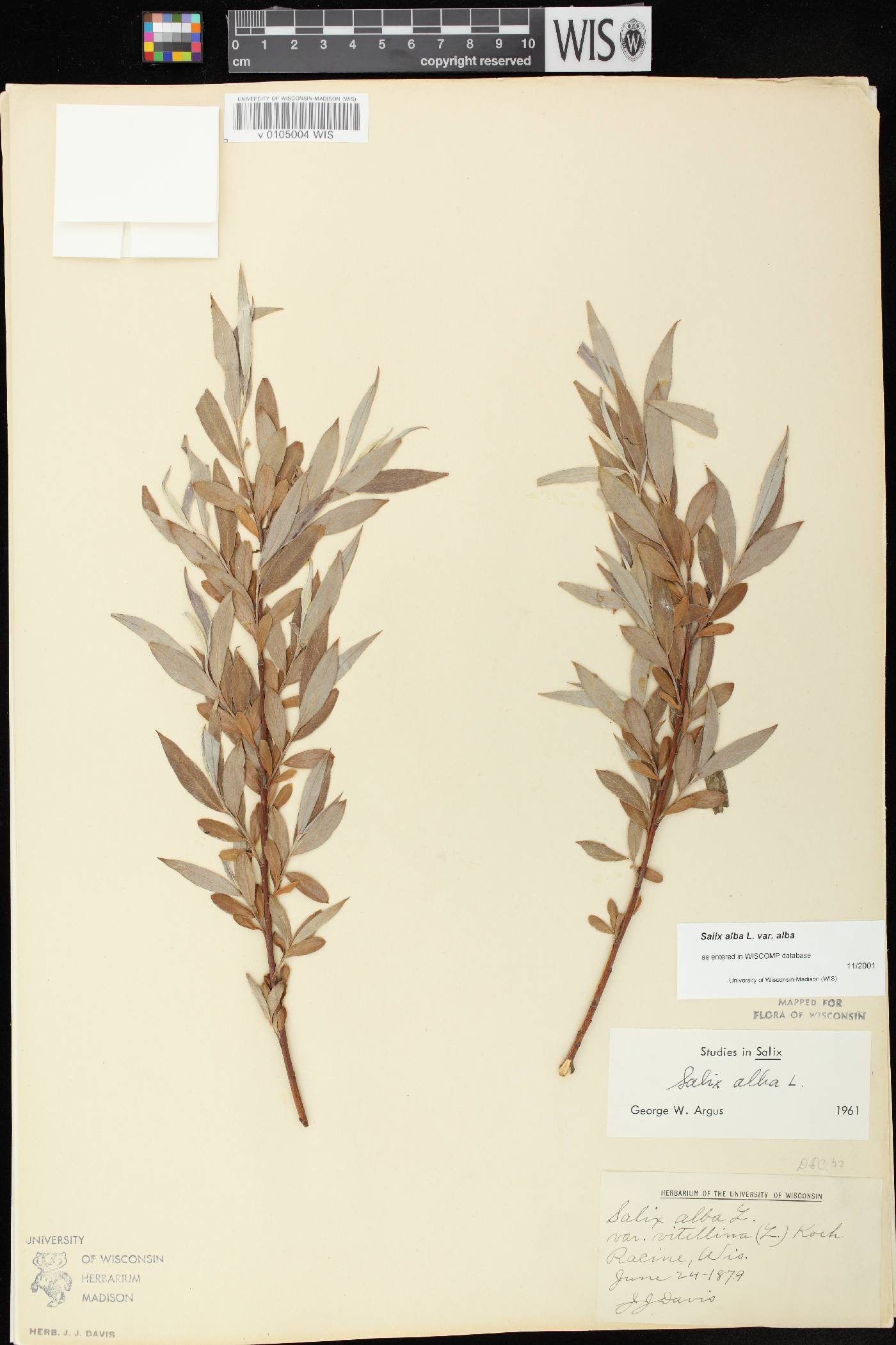 Salix alba image
