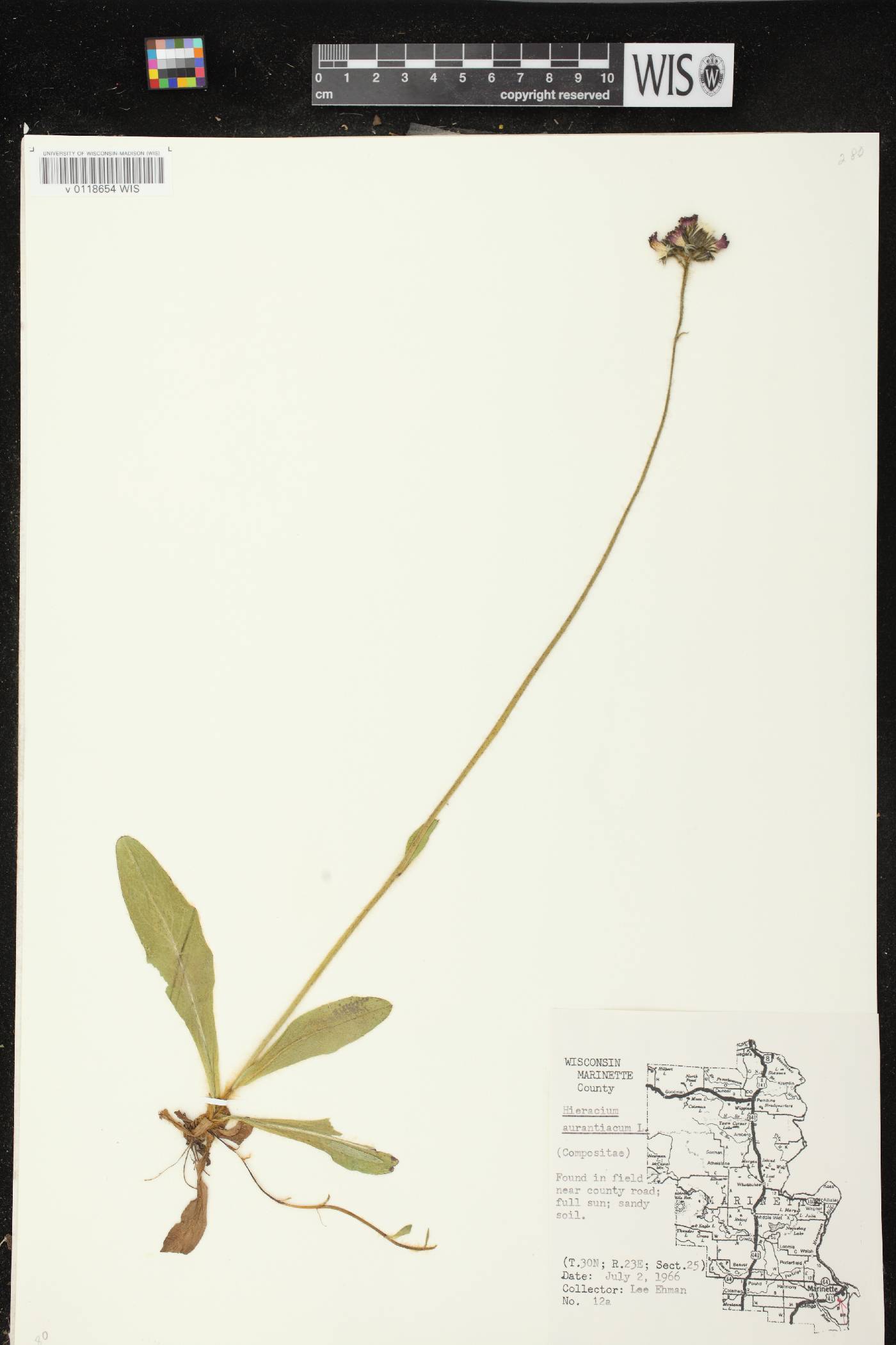 Hieracium aurantiacum image